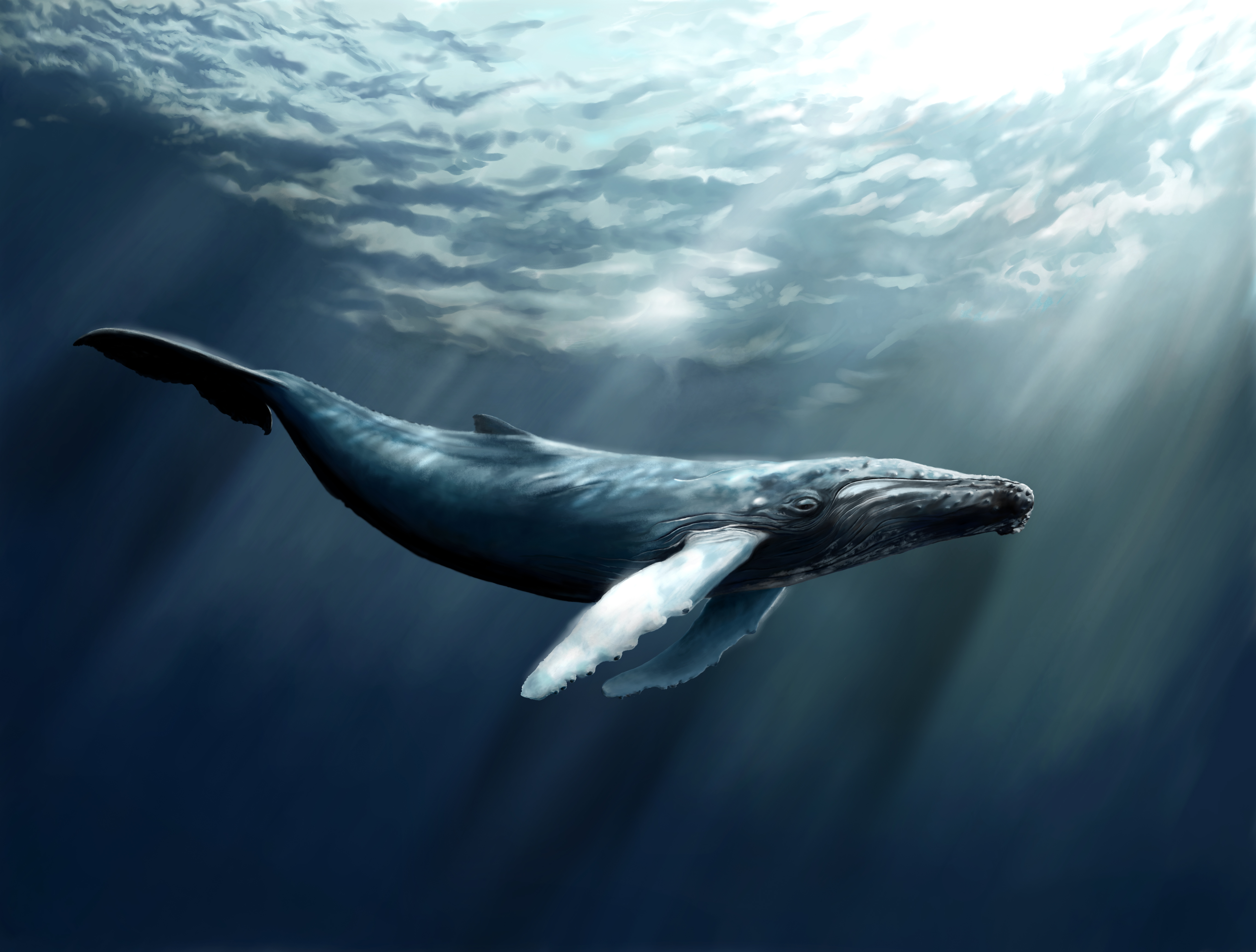 597631 скачать картинку кит, горбатый кит, животные - обои и заставки бесплатно