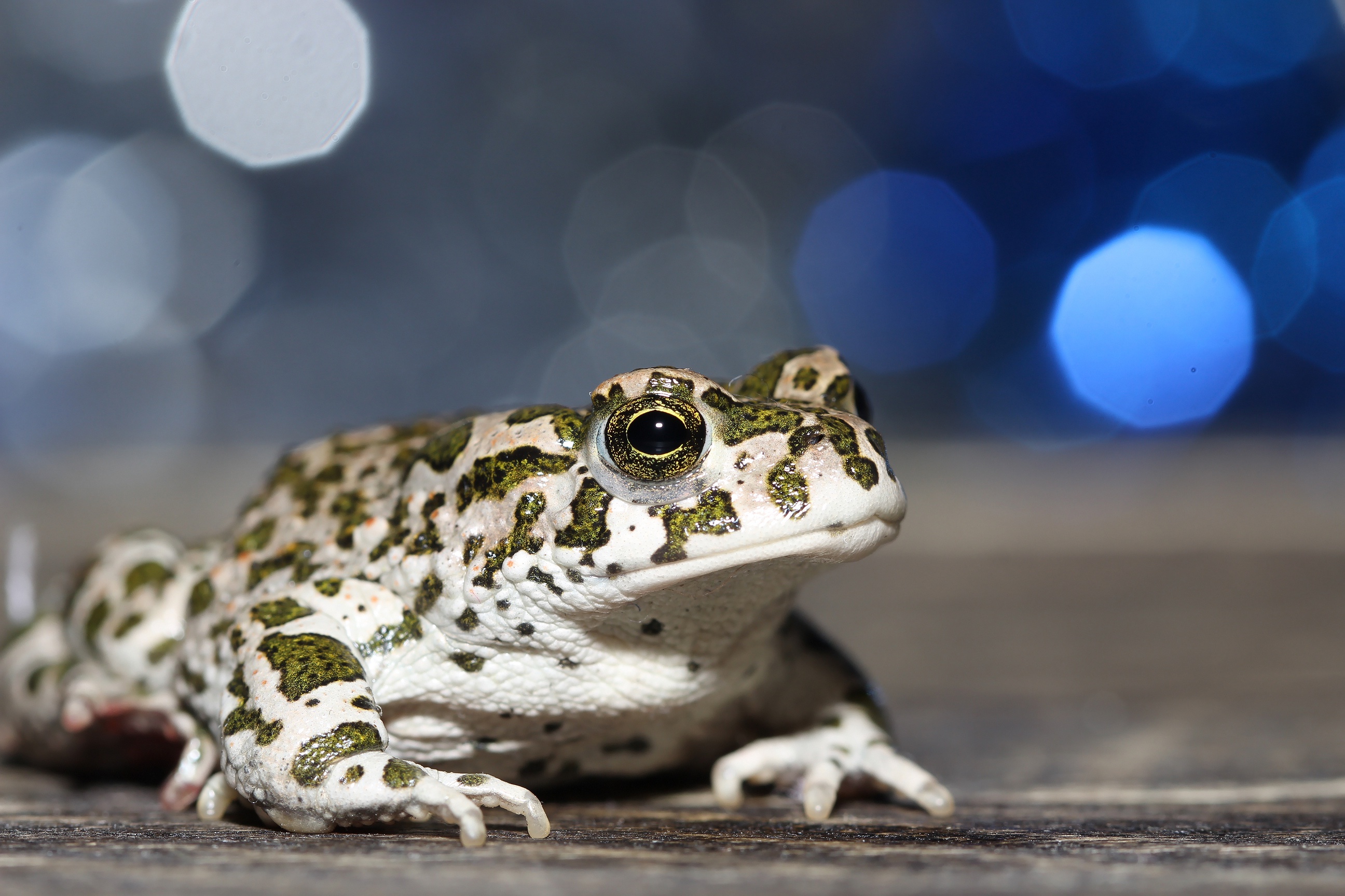 Download mobile wallpaper Animal, Bokeh, Amphibian, Toad, European Green Toad for free.