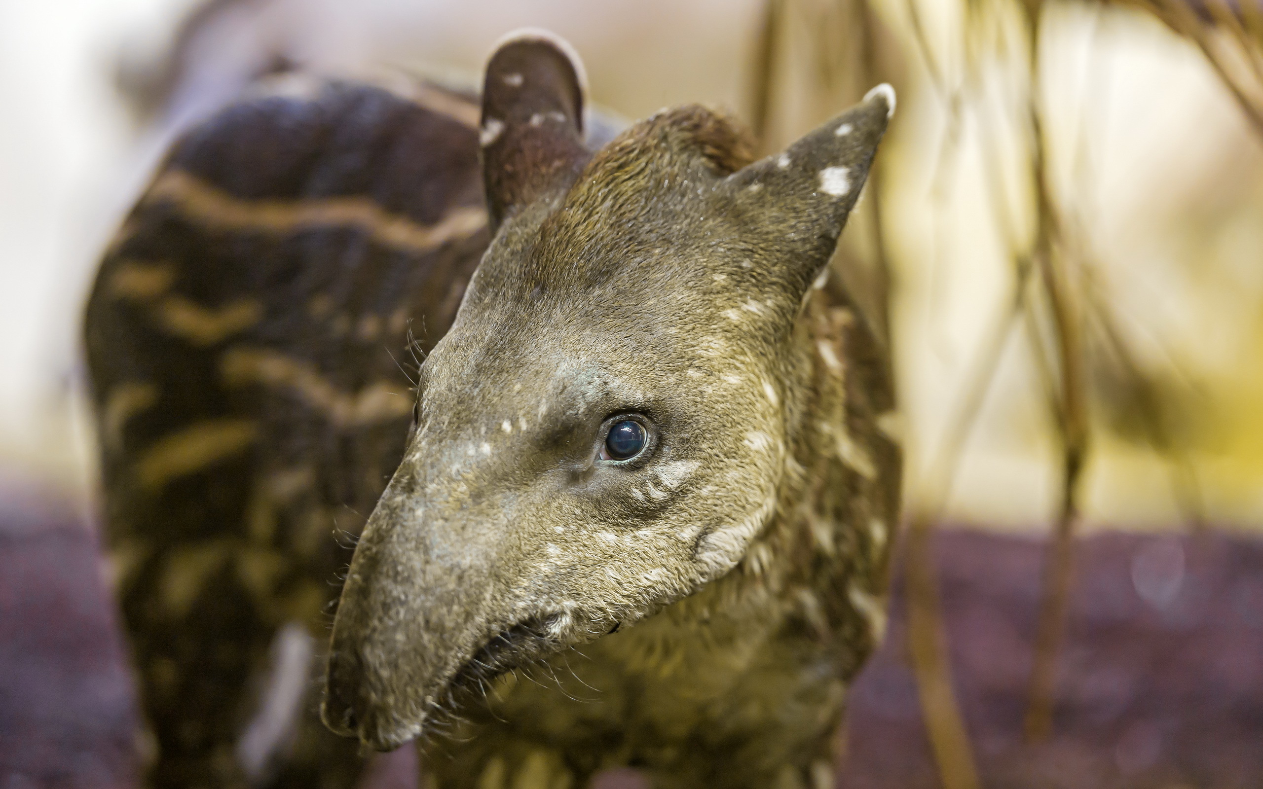 683373 Bild herunterladen tiere, tapir - Hintergrundbilder und Bildschirmschoner kostenlos