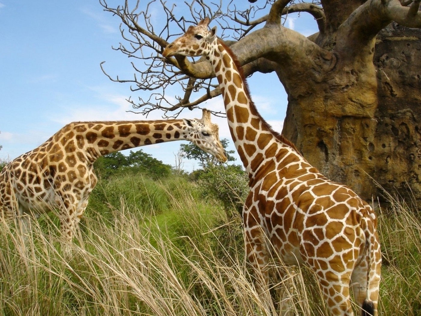 47170 télécharger l'image girafes, animaux, jaune - fonds d'écran et économiseurs d'écran gratuits
