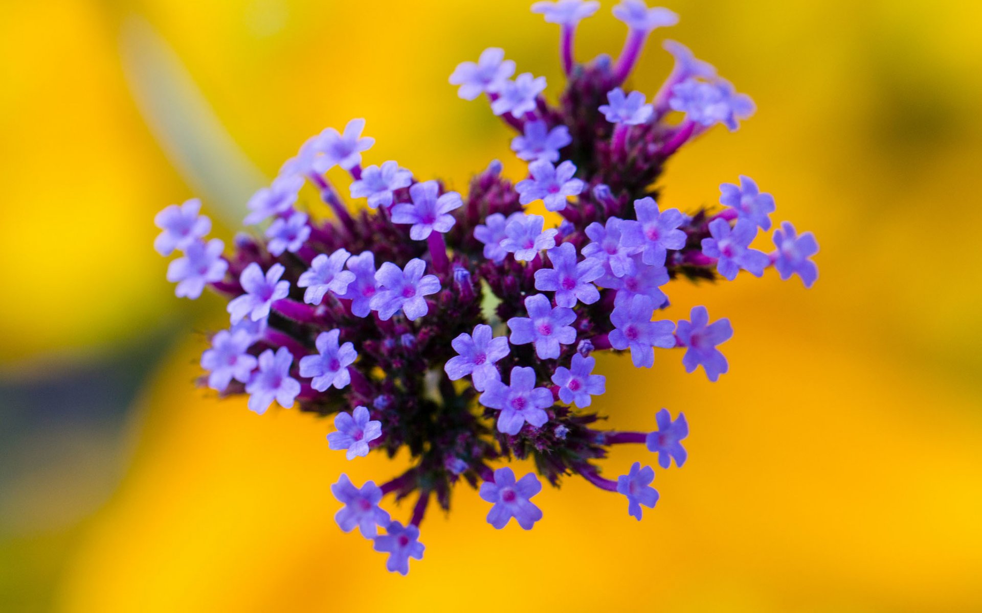 Laden Sie das Blume, Erde/natur-Bild kostenlos auf Ihren PC-Desktop herunter