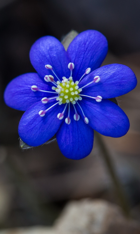 Handy-Wallpaper Blumen, Blume, Erde/natur kostenlos herunterladen.