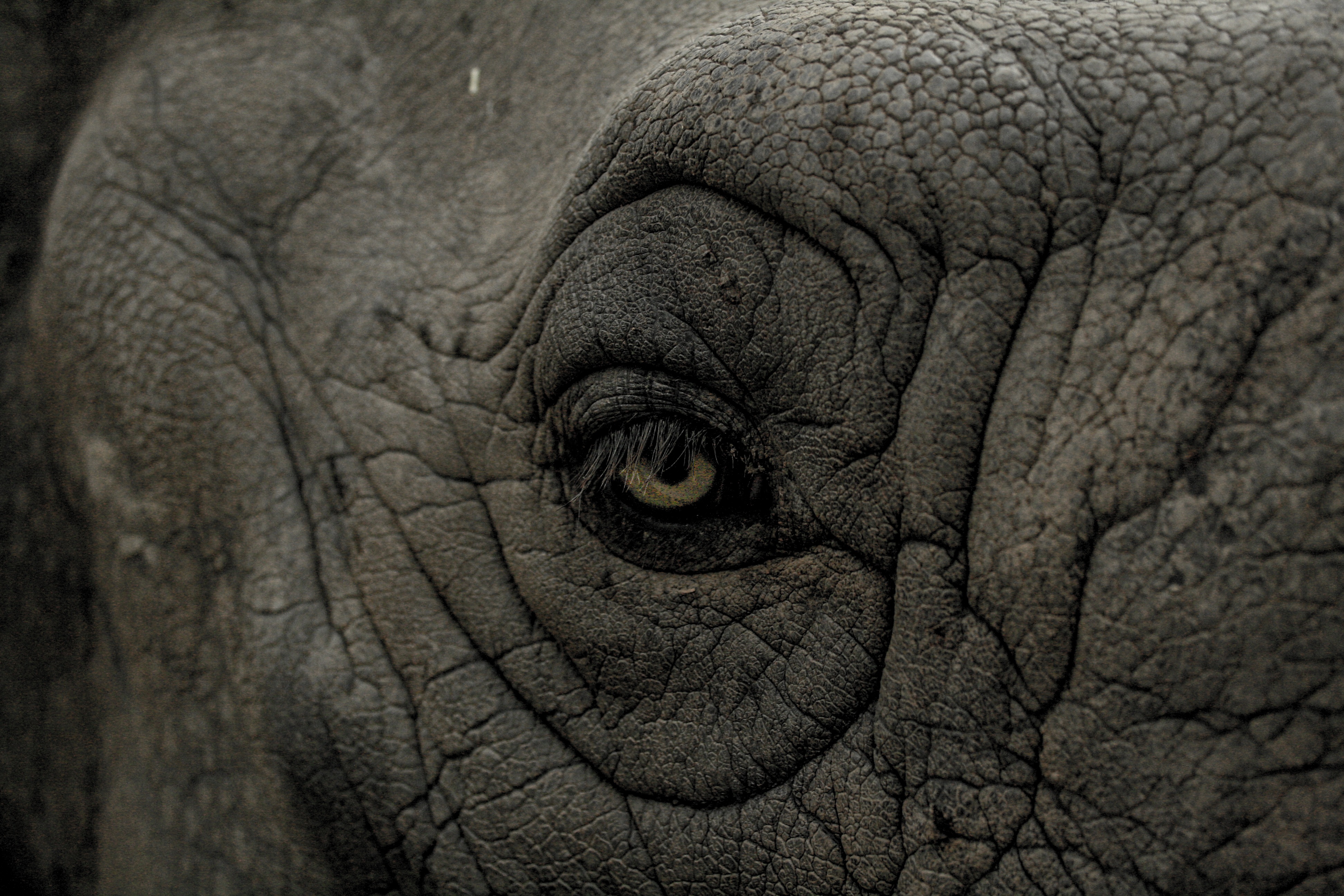 119974 descargar fondo de pantalla rinoceronte, animales, pliegues, plisar, ojo: protectores de pantalla e imágenes gratis