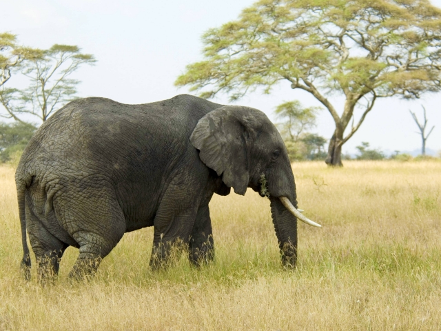 Baixar papel de parede para celular de Animais, Elefantes, Elefante Da Savana gratuito.