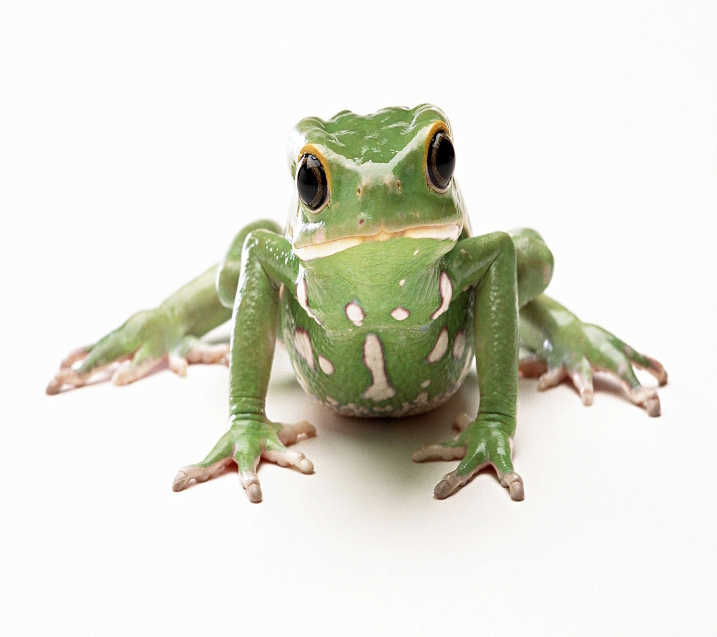 Laden Sie das Tiere, Frösche, Frosch-Bild kostenlos auf Ihren PC-Desktop herunter