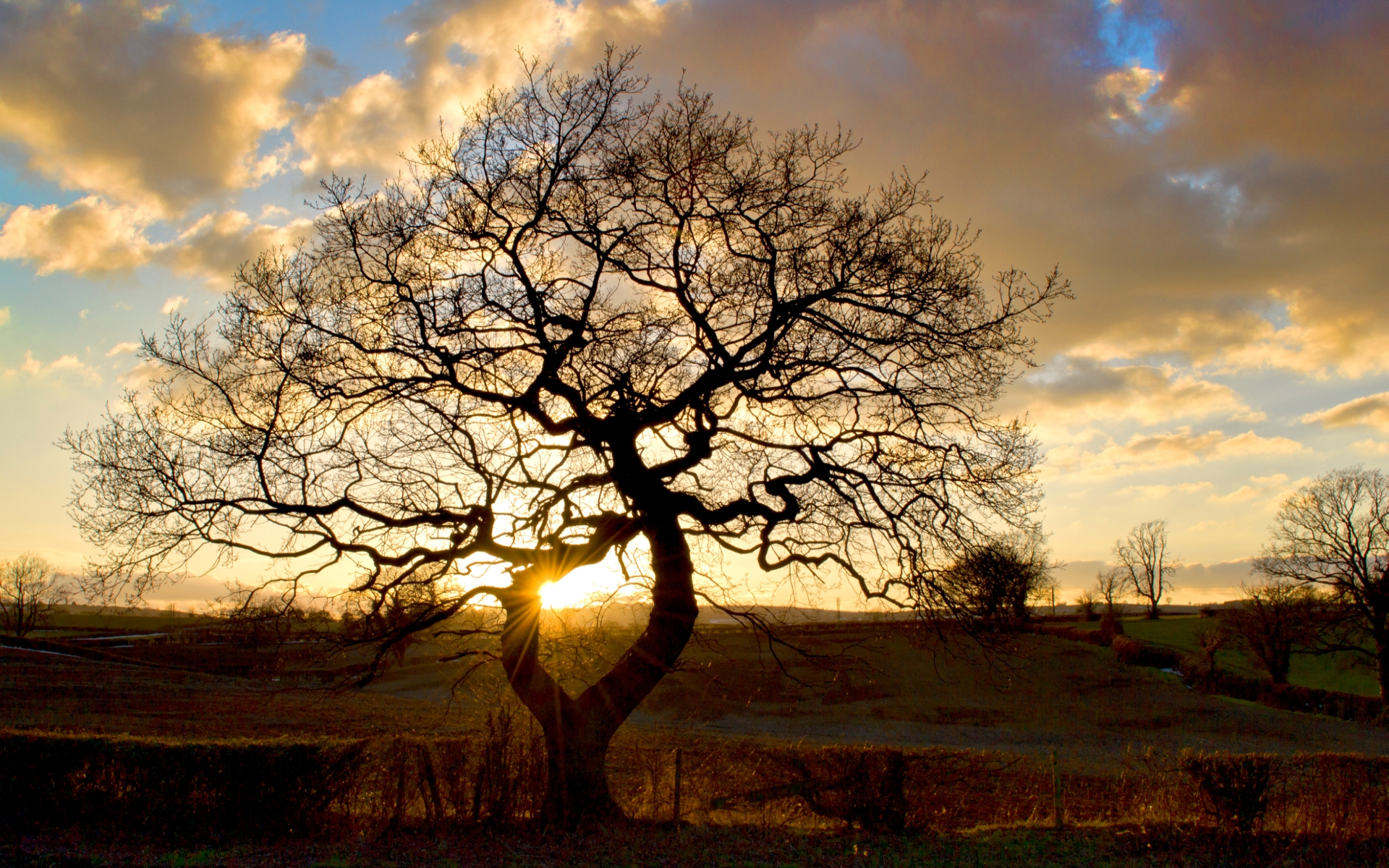 Laden Sie das Erde/natur, Verdrehter Baum-Bild kostenlos auf Ihren PC-Desktop herunter