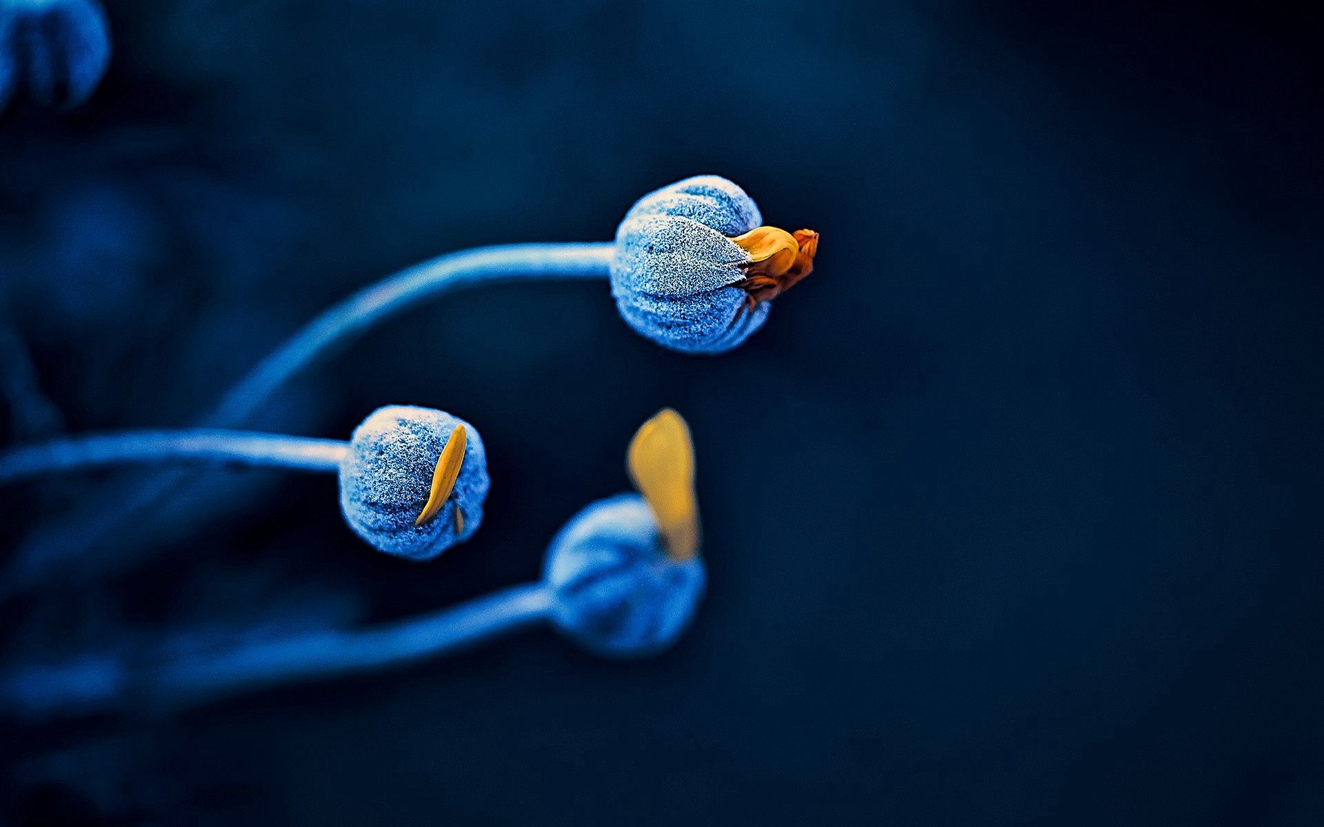 stem, stalk, macro, blue, plant