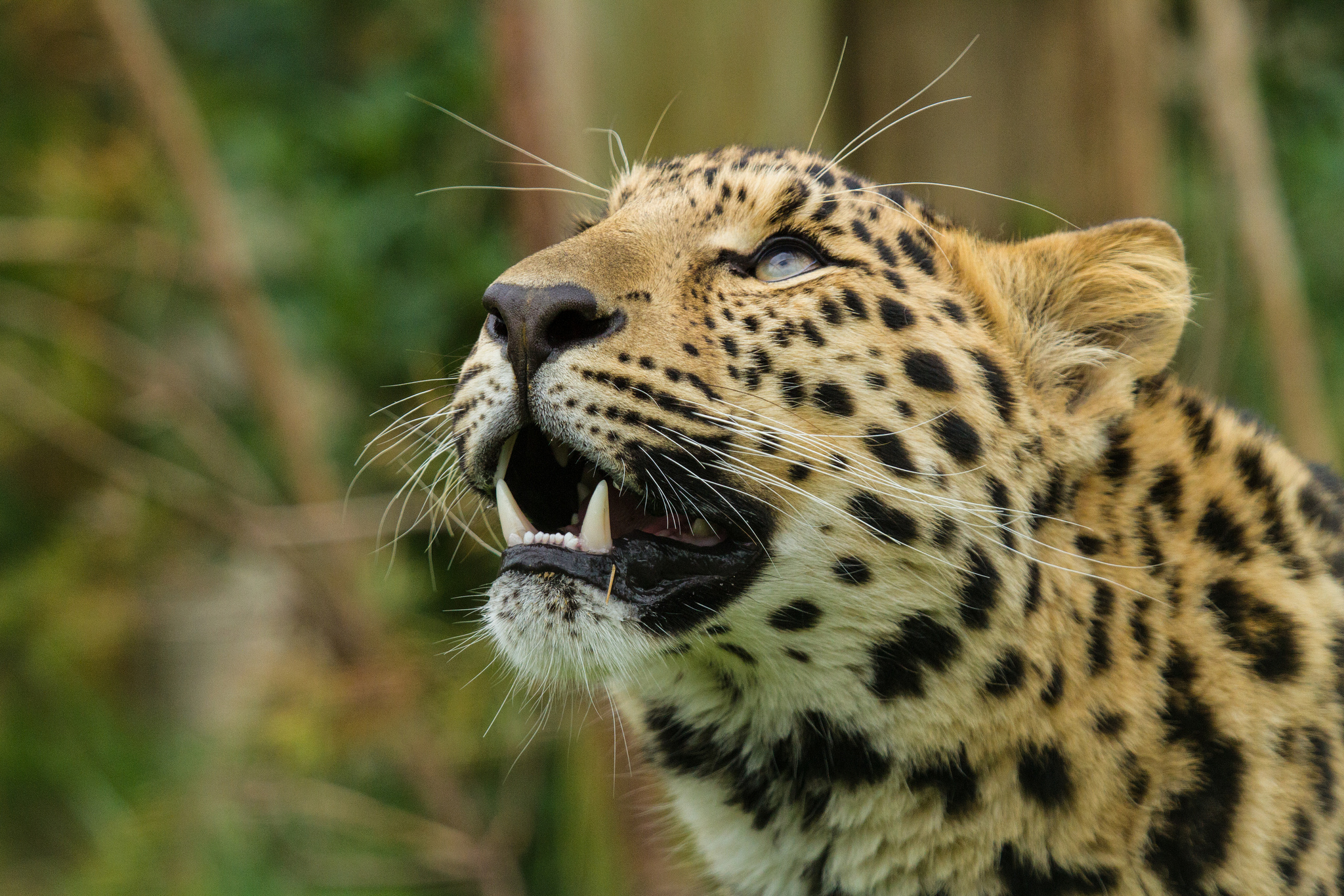 141592 Bild herunterladen tiere, amur leopard, leopard, grinsen, grin, schnauze, raubtier, predator - Hintergrundbilder und Bildschirmschoner kostenlos
