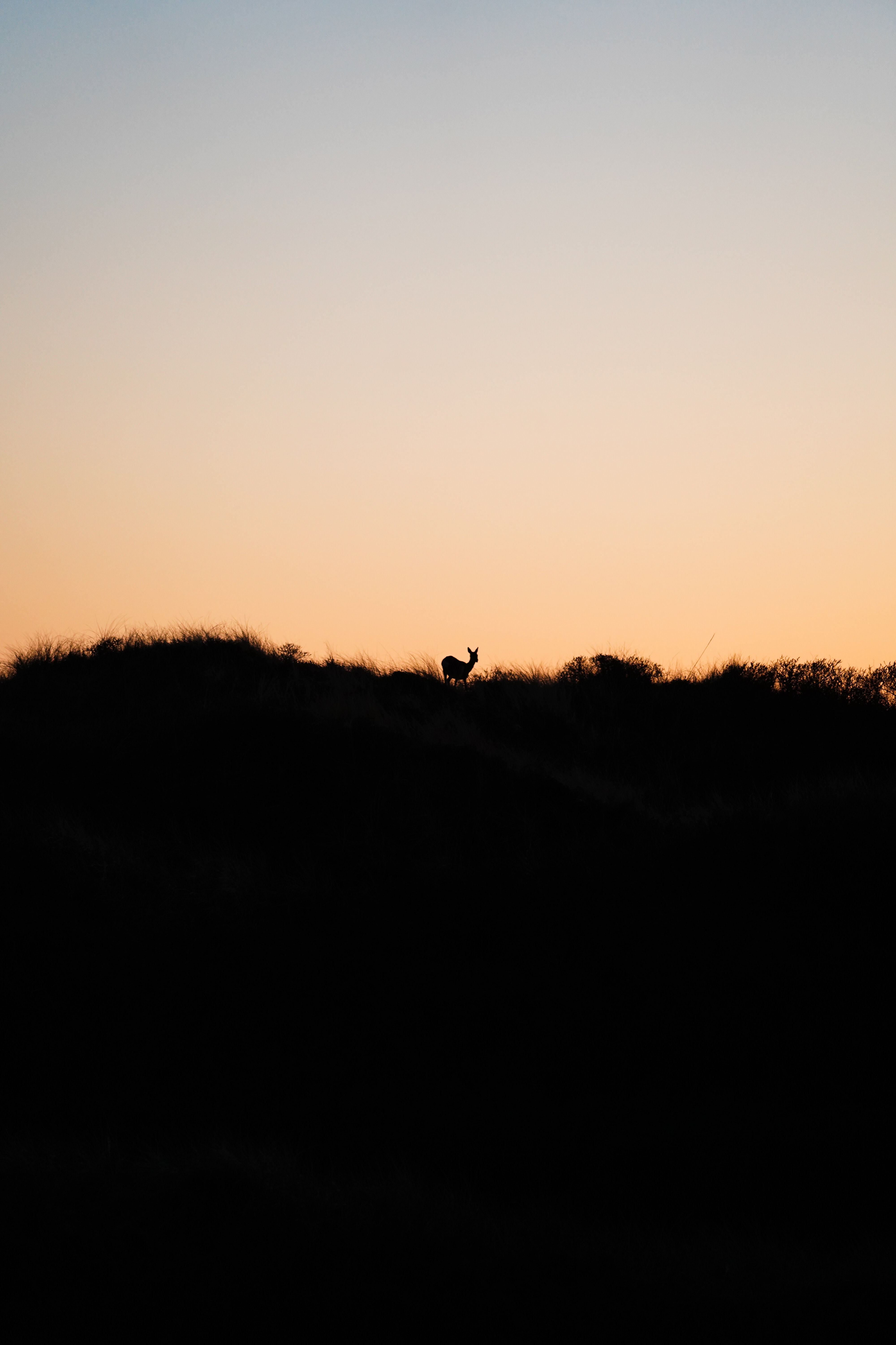animals, deer, sunset, horizon, silhouette
