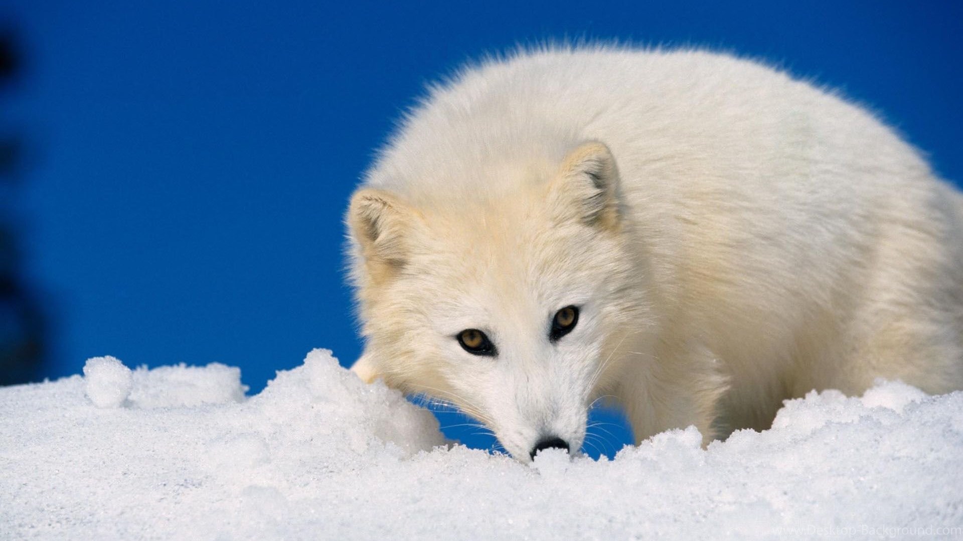 Скачать картинку Животные, Арктическая Лиса в телефон бесплатно.