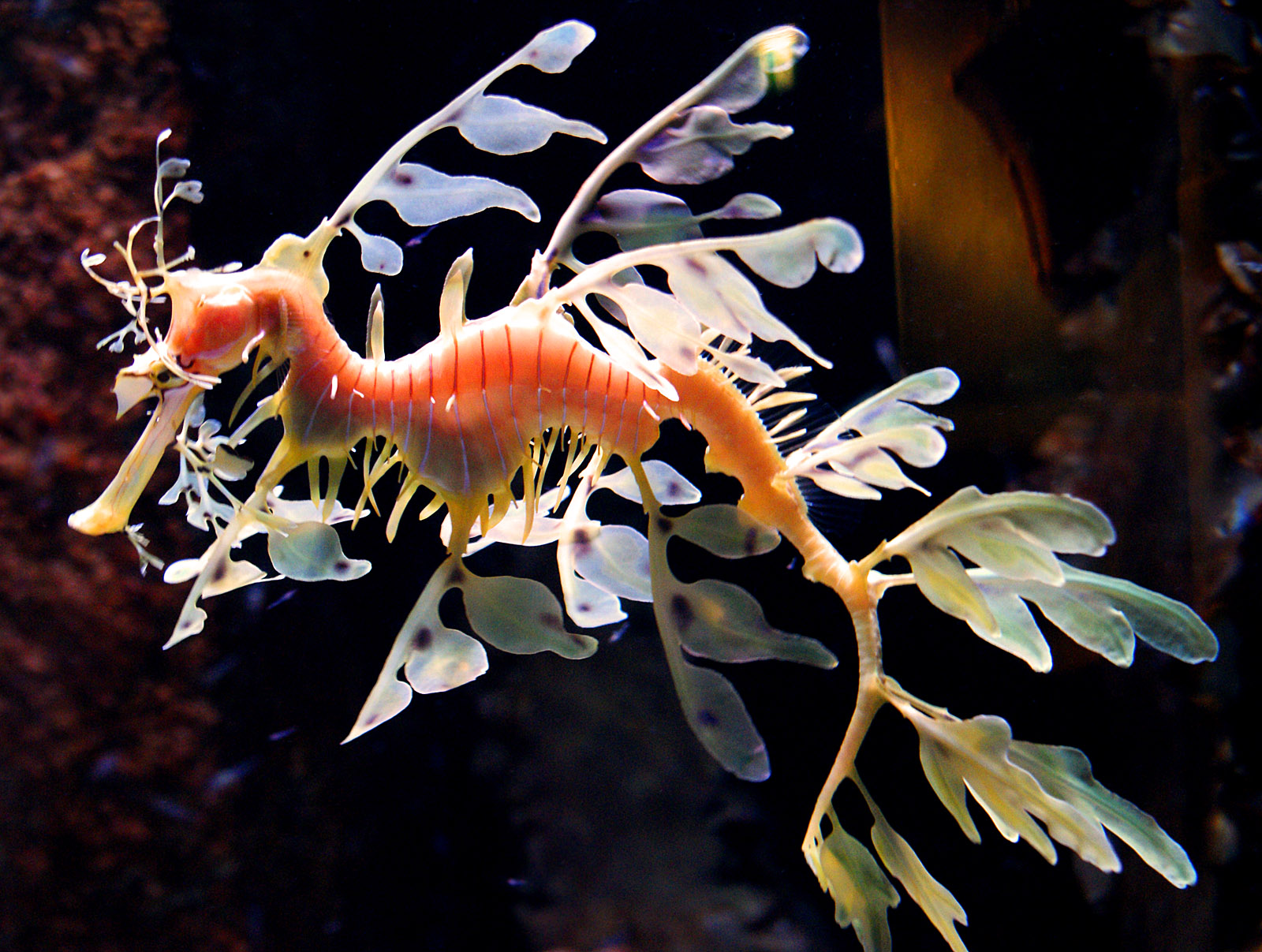 animal, leafy seadragon, seahorse