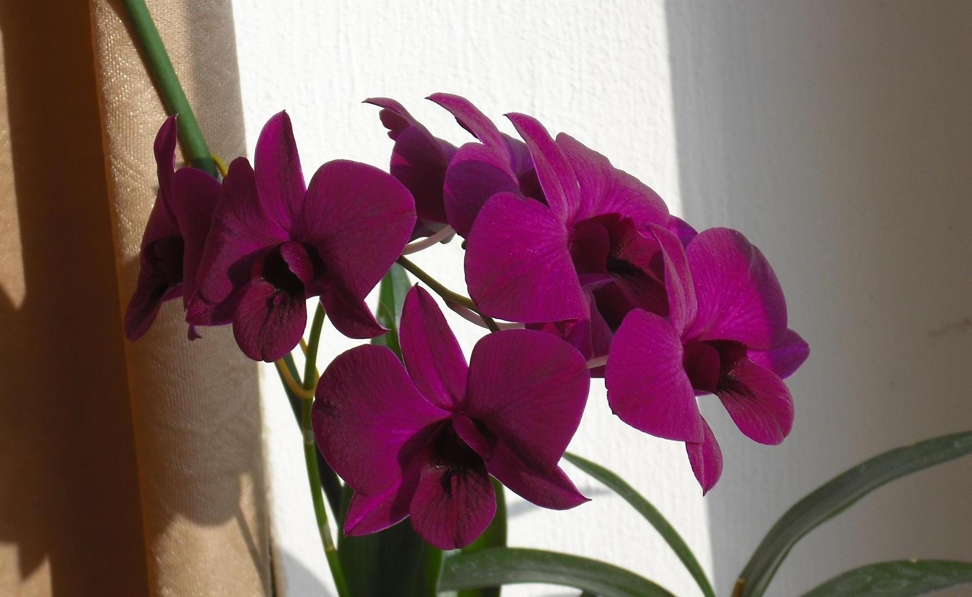 105637 скачать обои орхидеи, цветы, ветка, занавеска - заставки и картинки бесплатно