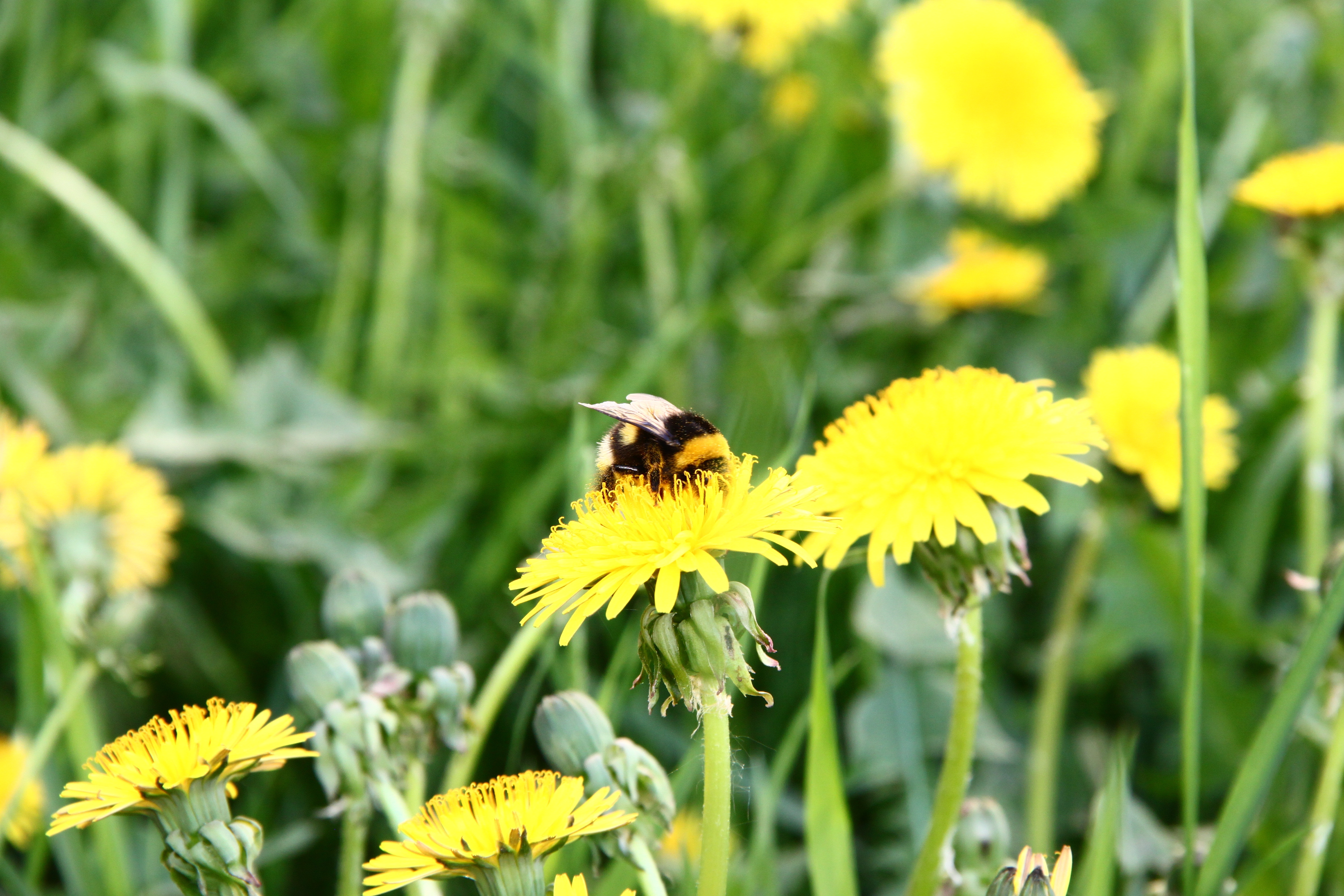 Free download wallpaper Grass, Macro, Pollination, Dandelion, Field, Bumblebee on your PC desktop