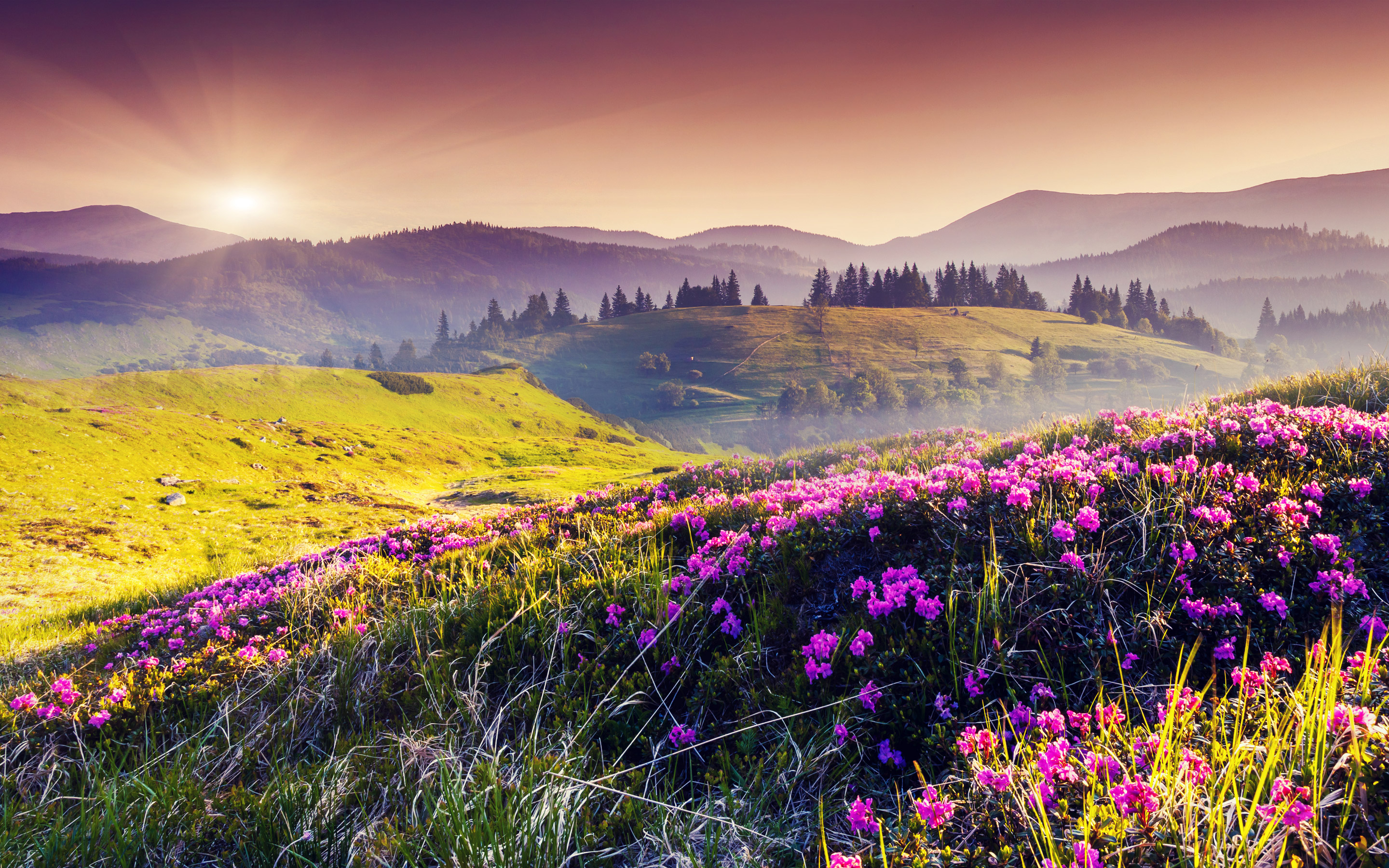 Free download wallpaper Landscape, Nature, Flower, Earth, Field, Sunbeam, Pink Flower on your PC desktop
