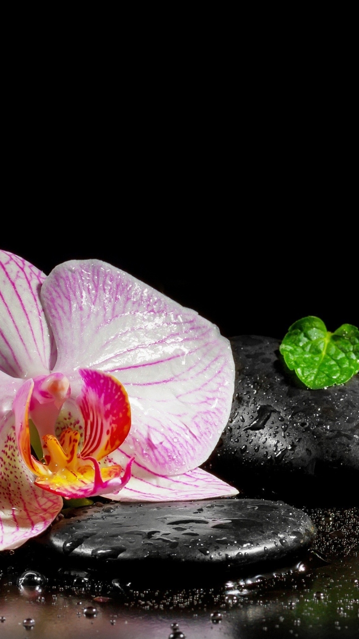 Download mobile wallpaper Leaf, Orchid, Zen, Religious for free.