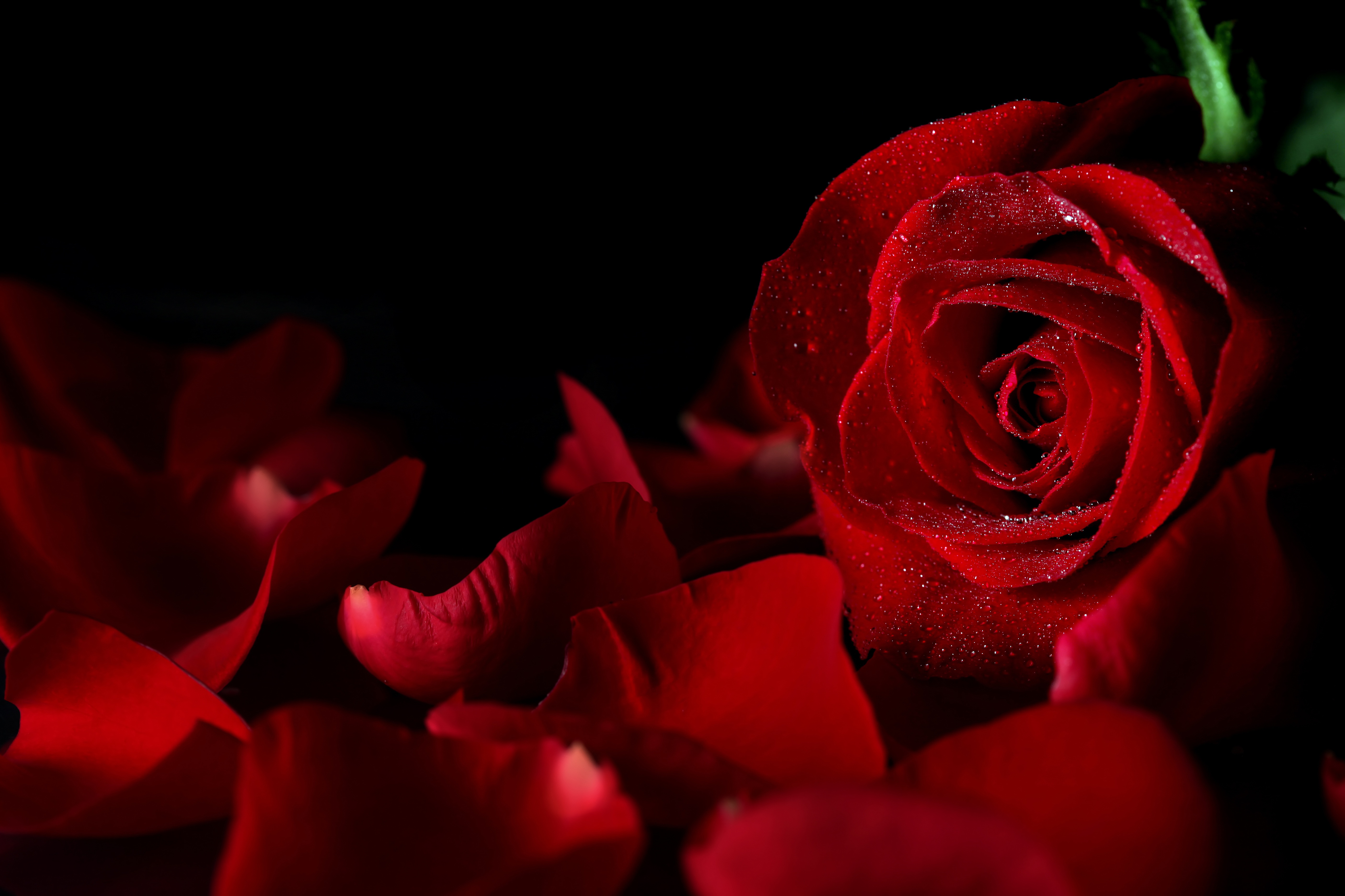 Завантажити шпалери безкоштовно Квітка, Роза, Земля, Пелюстка, Червона Троянда, Червона Квітка, Впритул, Флауерзи картинка на робочий стіл ПК