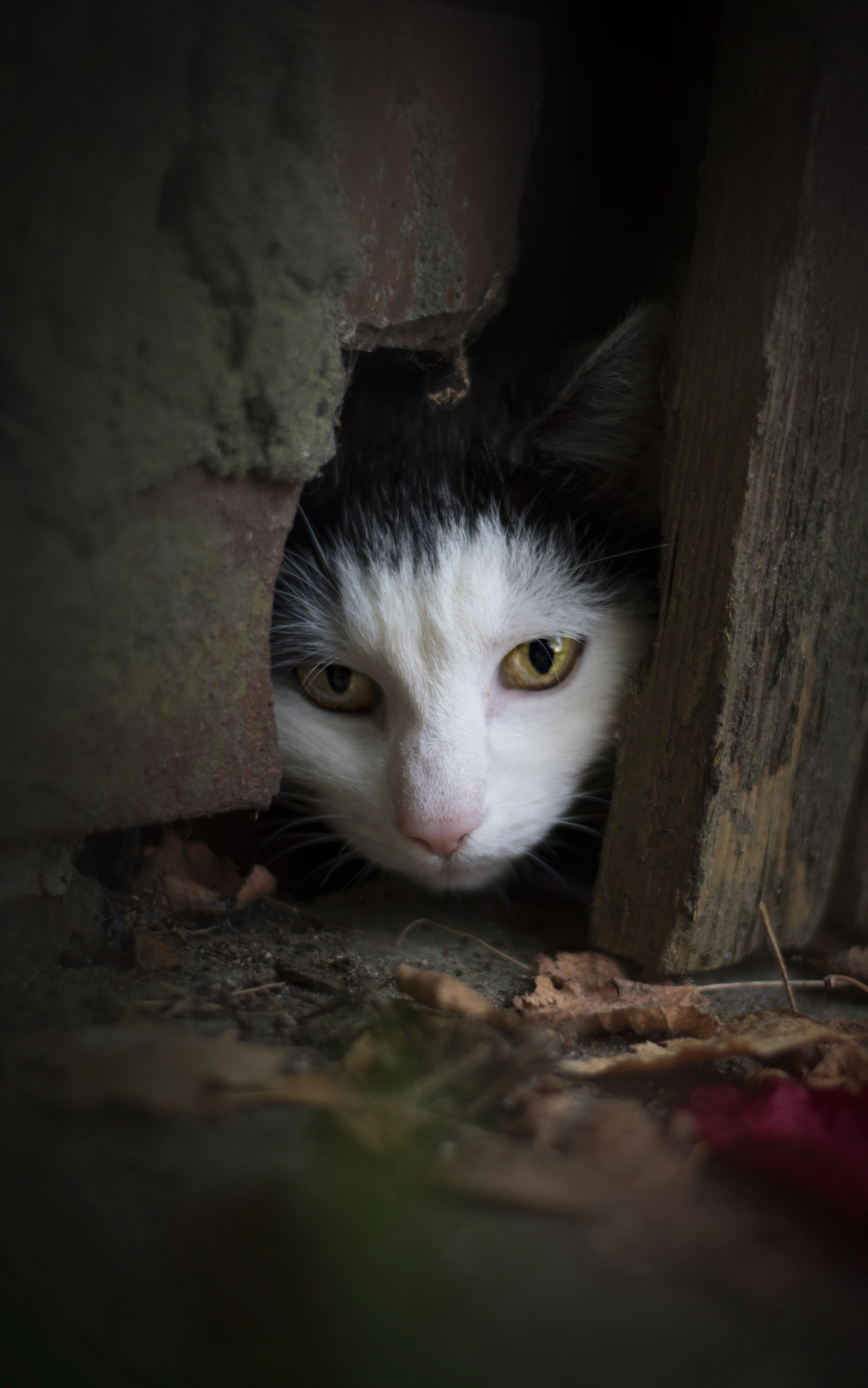 Descarga gratuita de fondo de pantalla para móvil de Gato, Gatos, Animales.