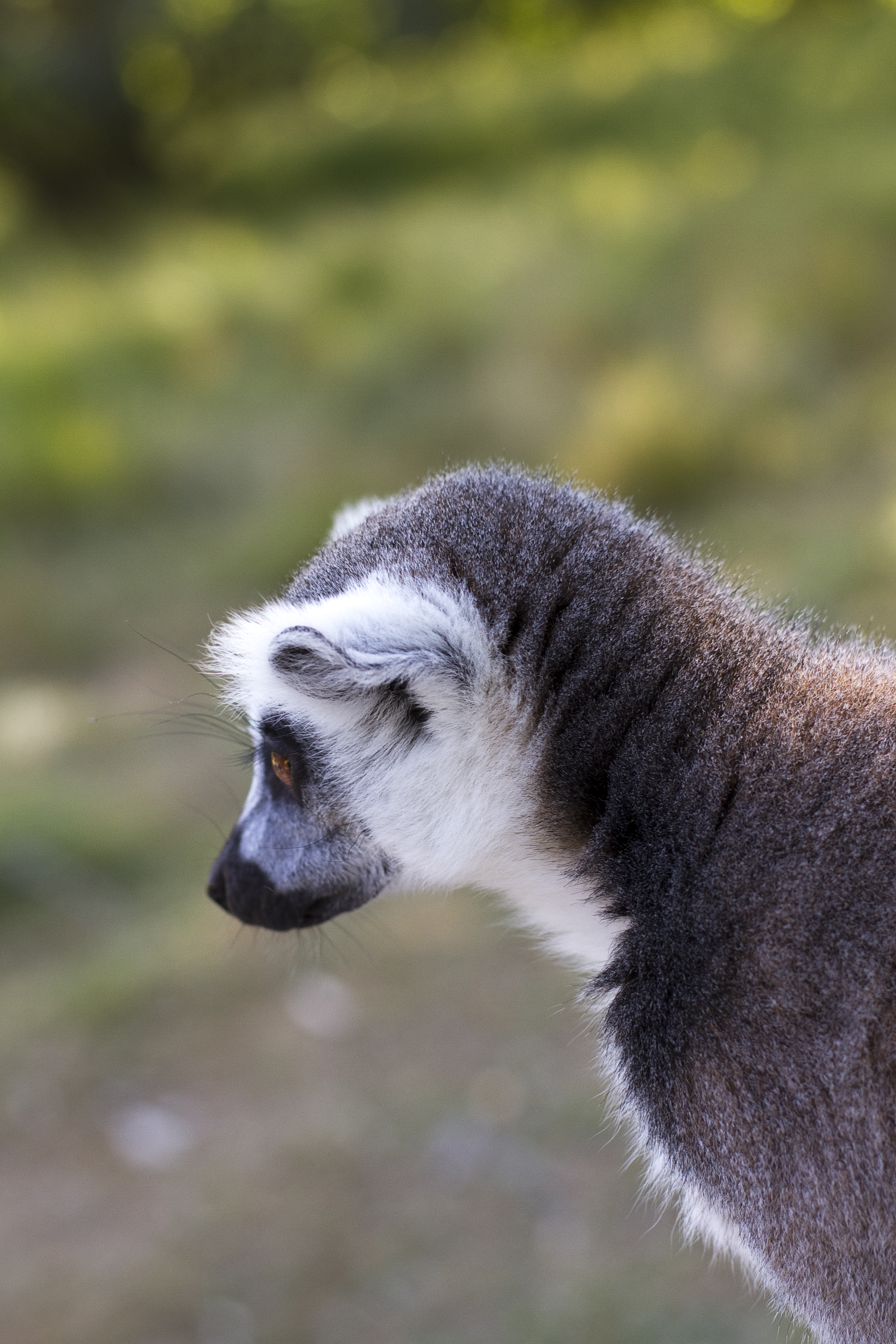 111375 Bild herunterladen tiere, grau, wilde natur, wildlife, tier, lemur - Hintergrundbilder und Bildschirmschoner kostenlos