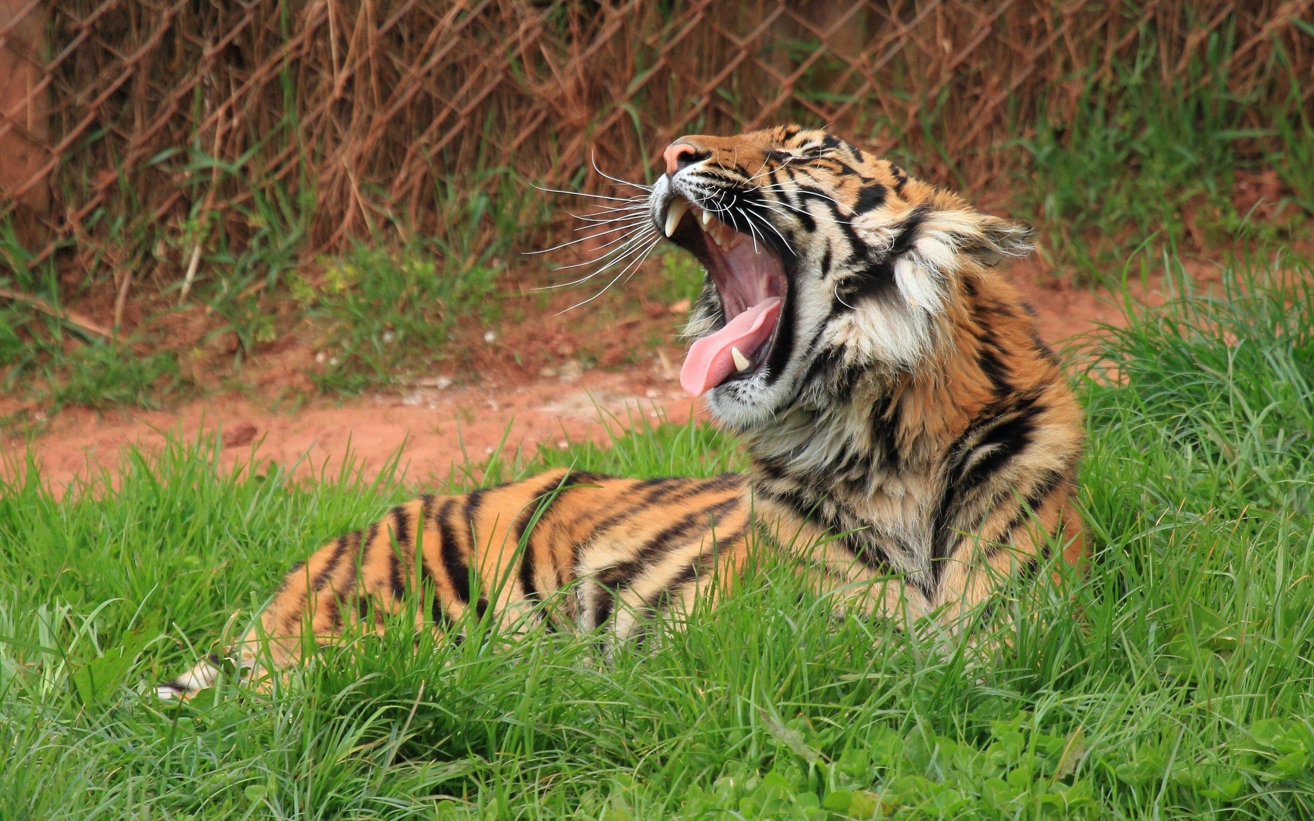 Download mobile wallpaper Animals, Grin, Grass, Big Cat, Tiger for free.