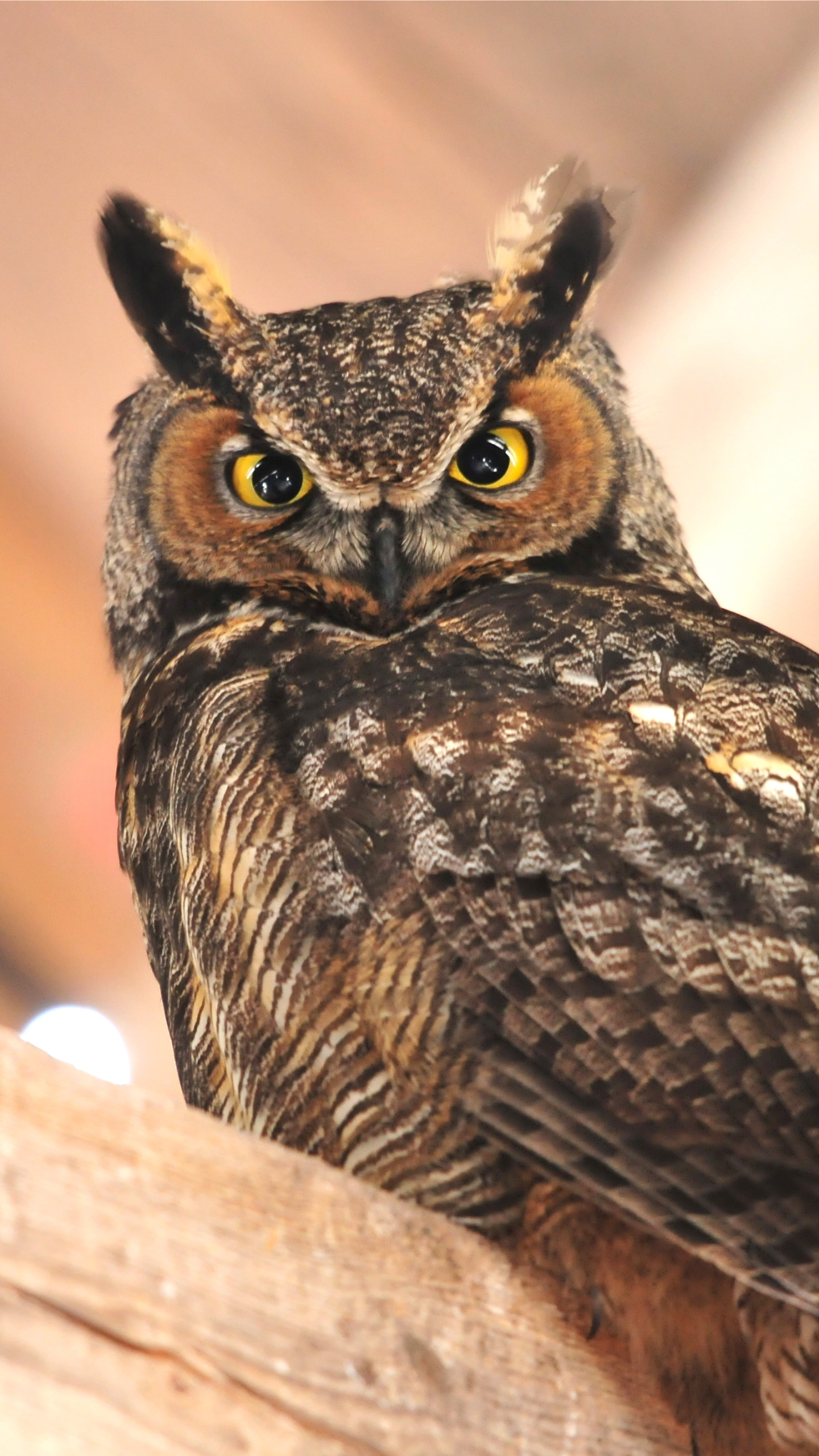 Download mobile wallpaper Birds, Animal, Great Horned Owl for free.