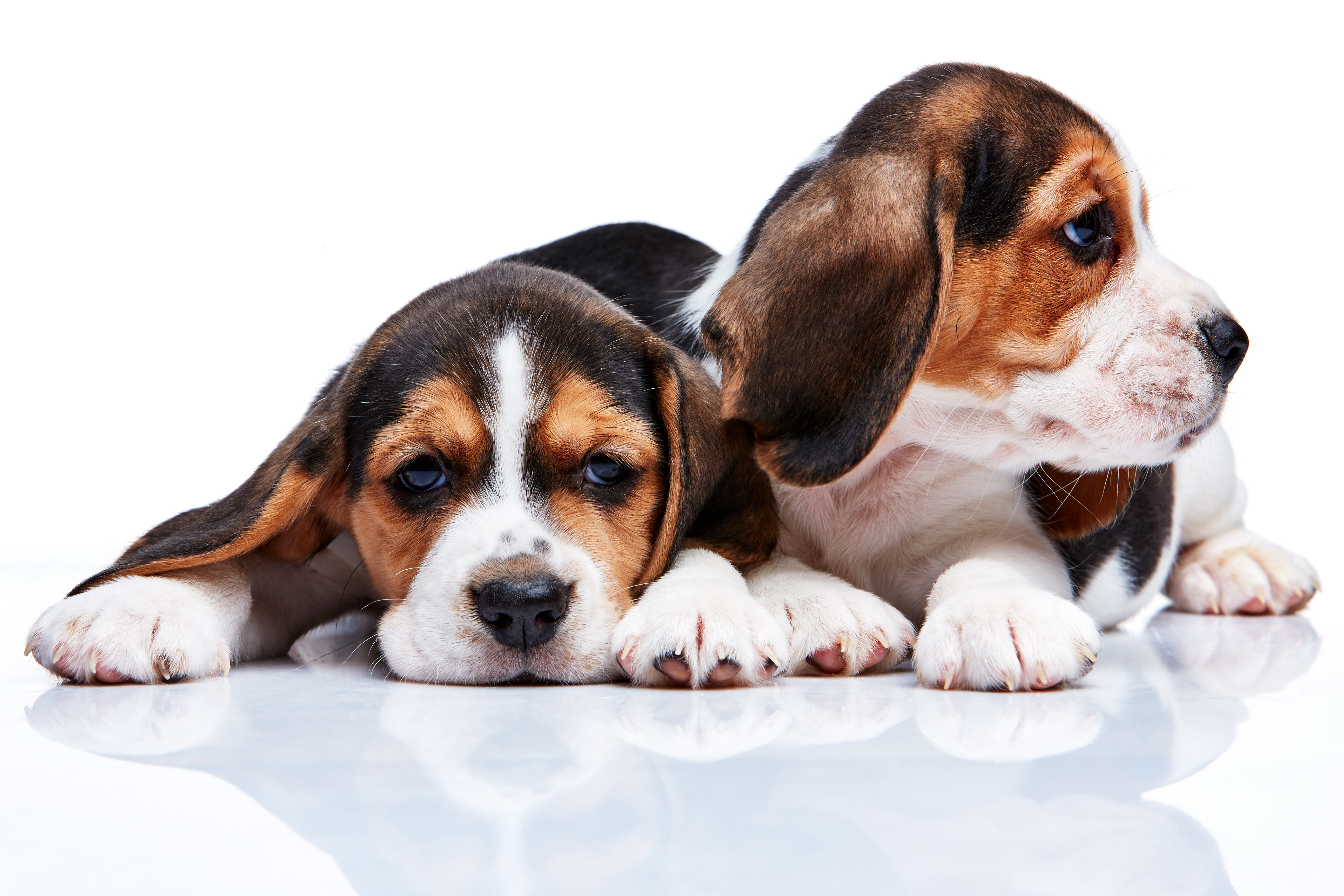 Baixar papel de parede para celular de Beagle, Cães, Animais gratuito.