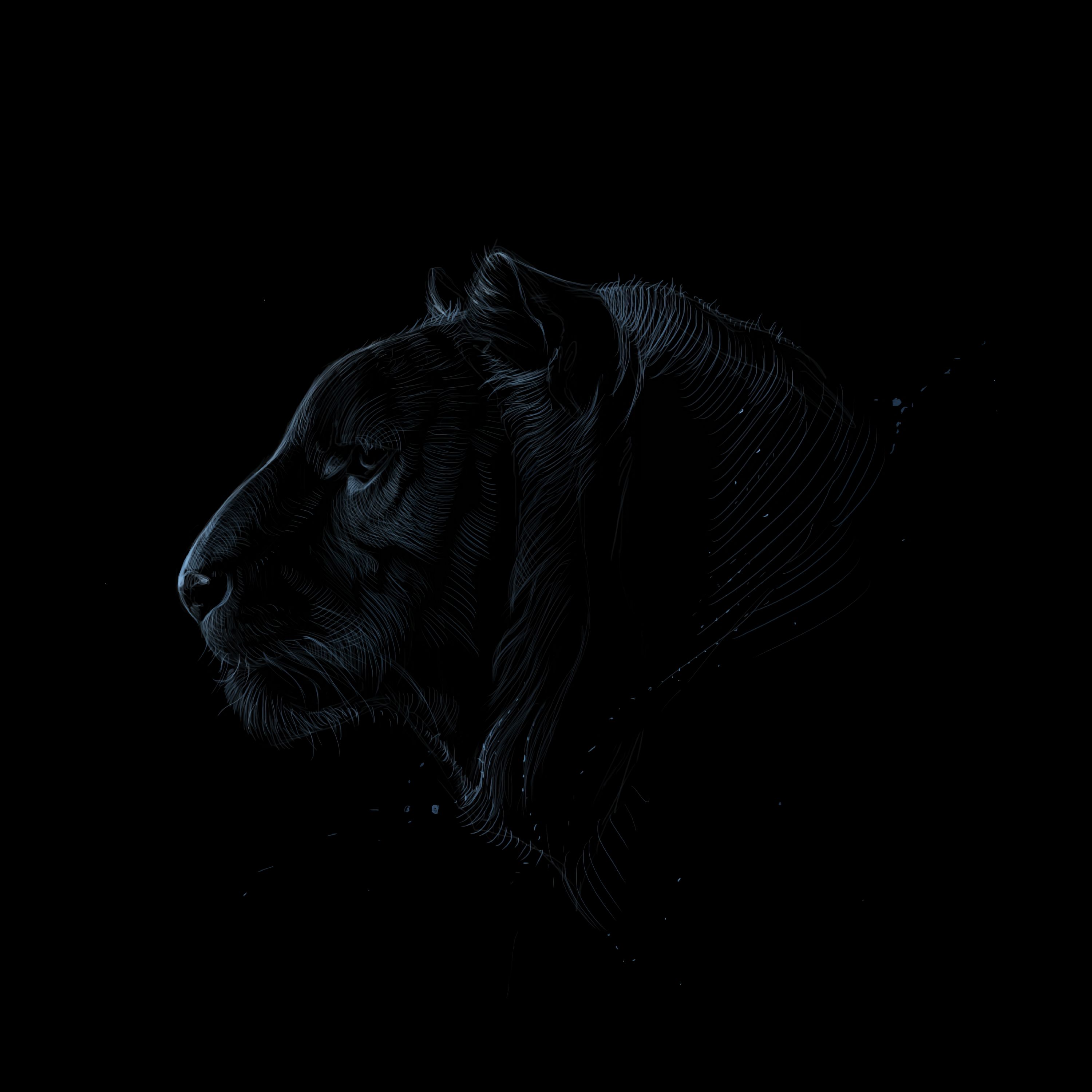 Free download wallpaper Predator, Tiger, Profile, Dark, Art on your PC desktop