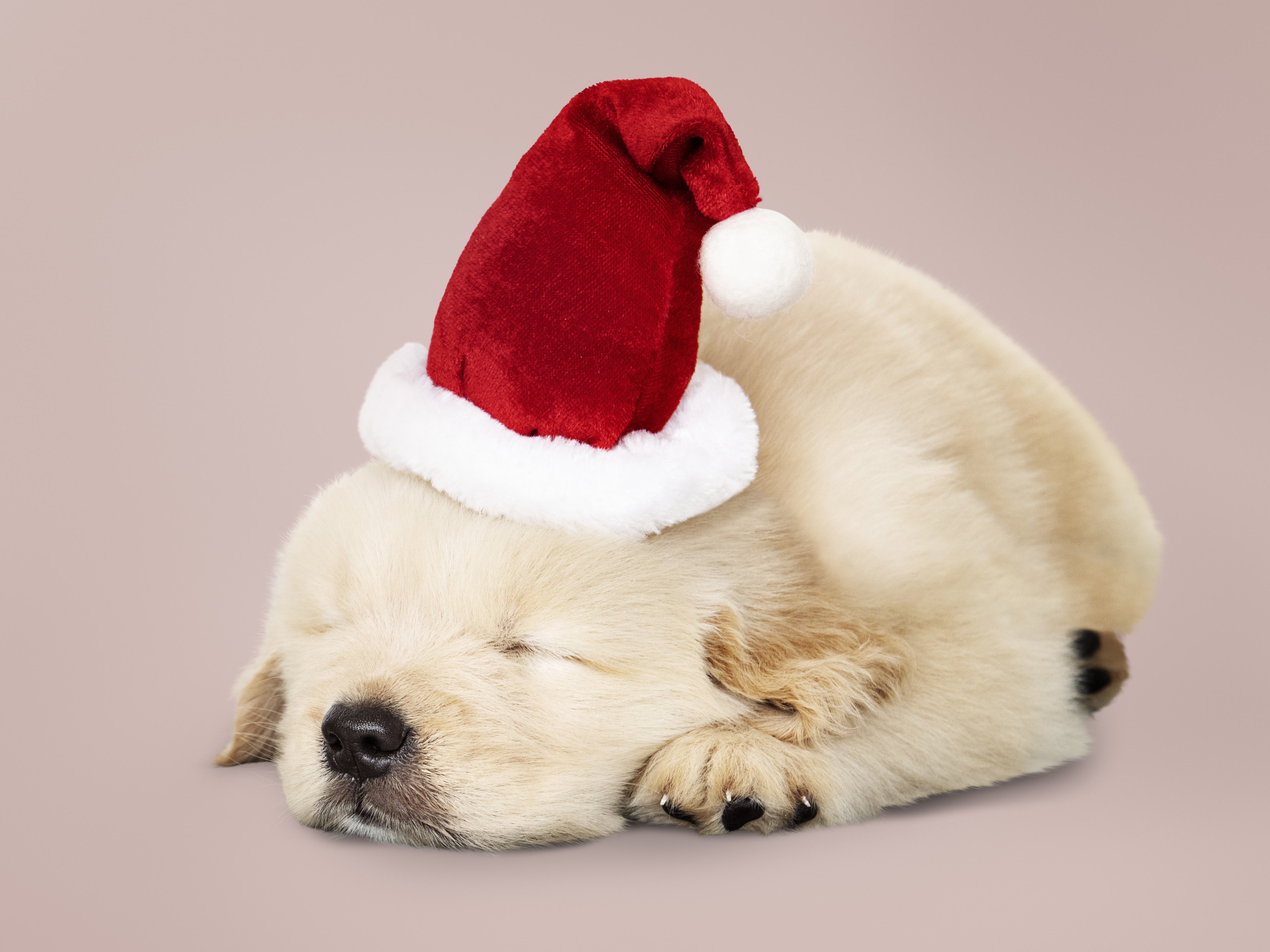 Download mobile wallpaper Dogs, Dog, Animal, Puppy, Labrador Retriever, Baby Animal, Santa Hat for free.