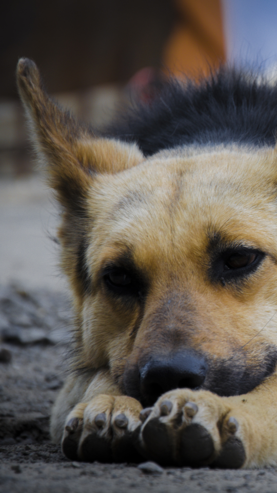 Handy-Wallpaper Tiere, Hunde, Schäferhund kostenlos herunterladen.