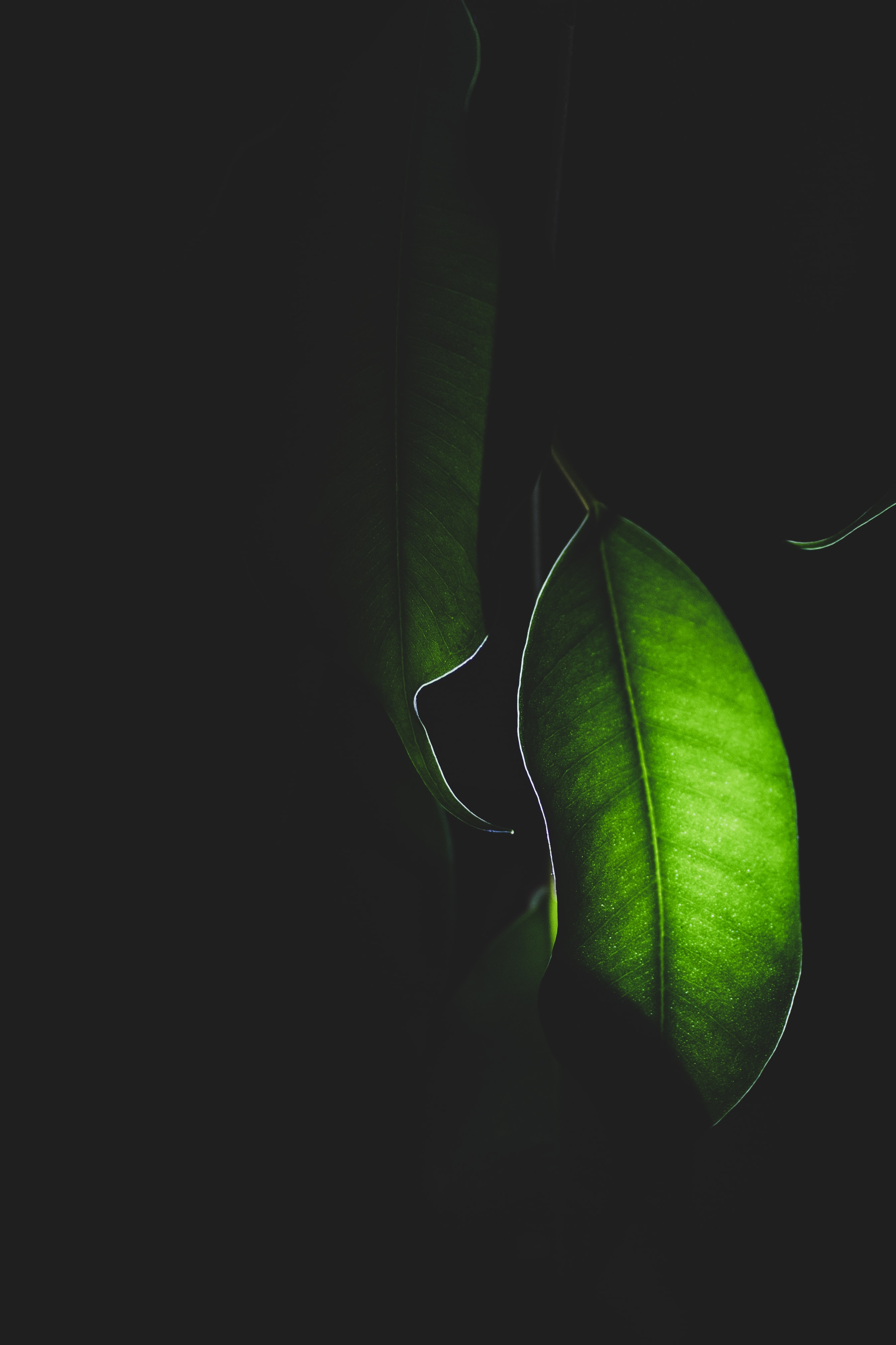 120736 скачать обои листок, растение, макро, свет, темный - заставки и картинки бесплатно