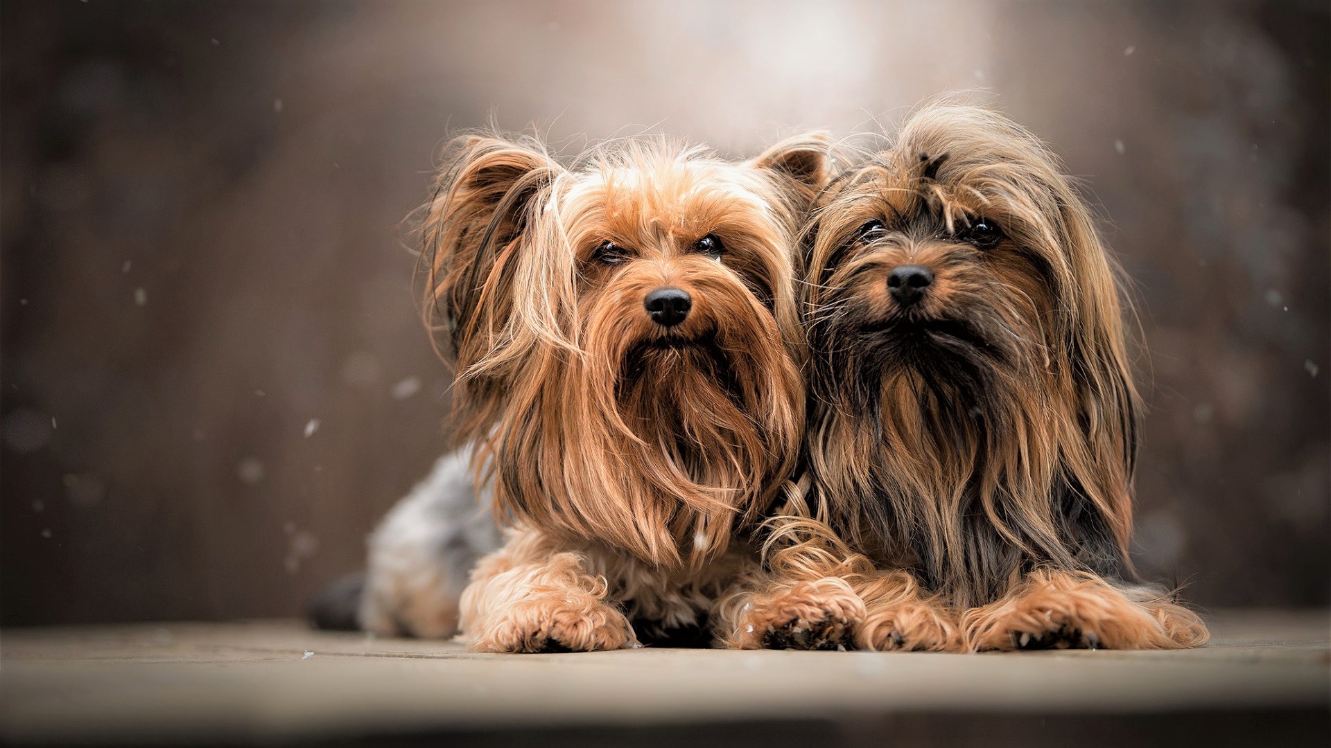 430160 baixar imagens animais, yorkshire terrier, fofo, cão, cães - papéis de parede e protetores de tela gratuitamente