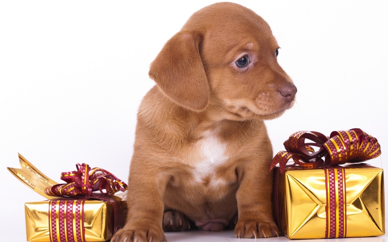 1482245 скачать картинку животные, собака, подарок, щенок - обои и заставки бесплатно