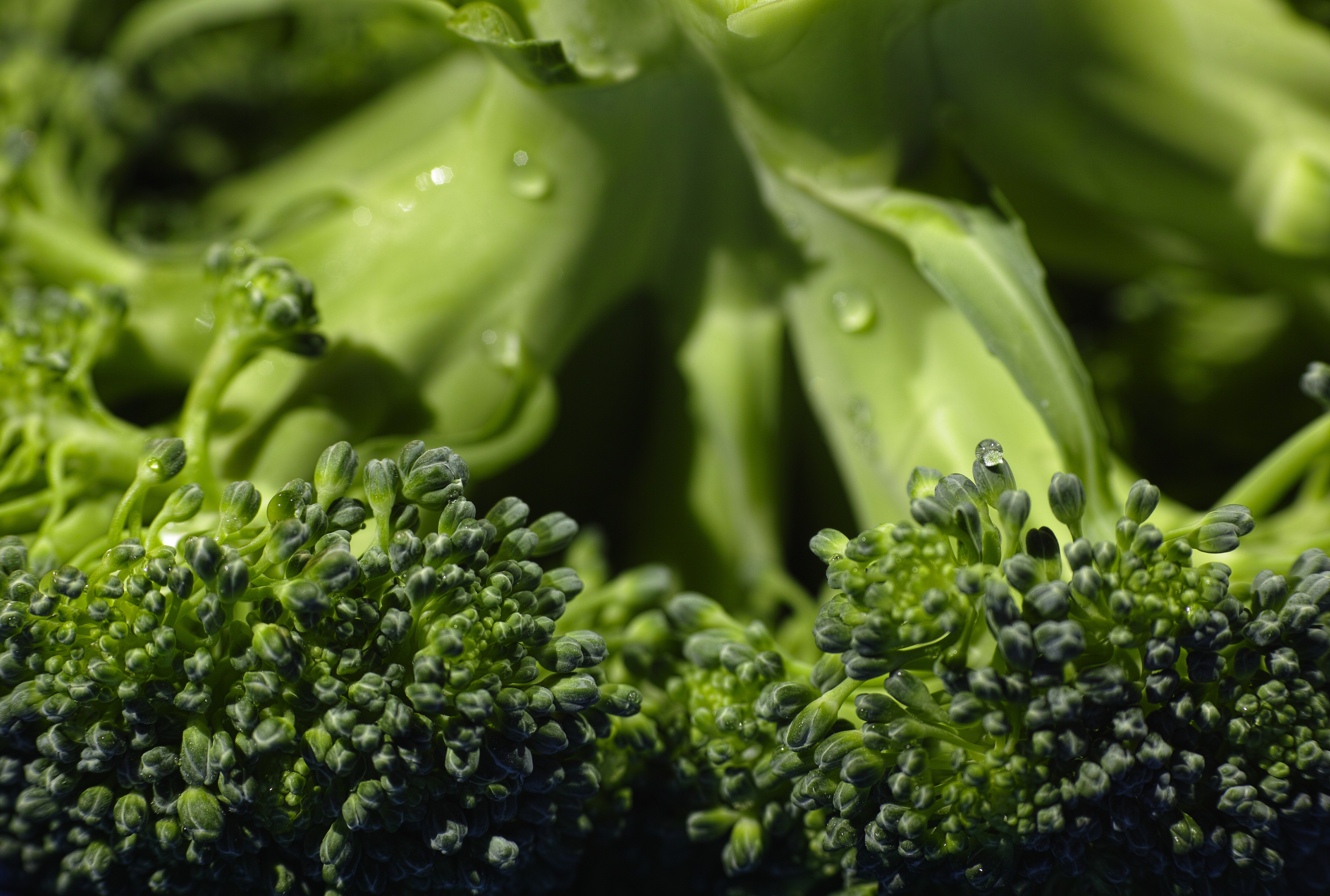cabbage, macro, close up, vegetable, broccoli