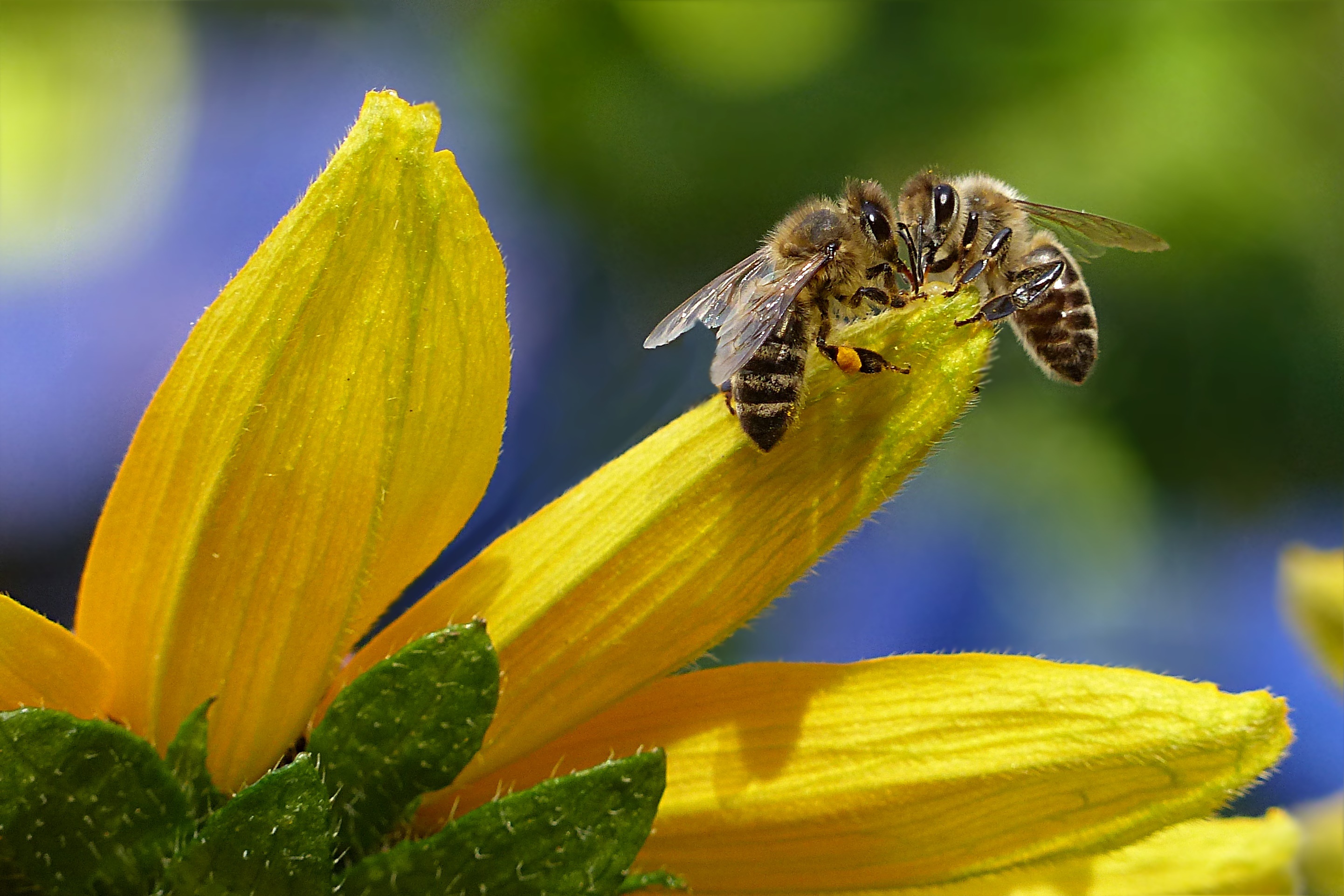 Laden Sie das Tiere, Insekten, Blume, Makro, Insekt, Biene, Gelbe Blume-Bild kostenlos auf Ihren PC-Desktop herunter