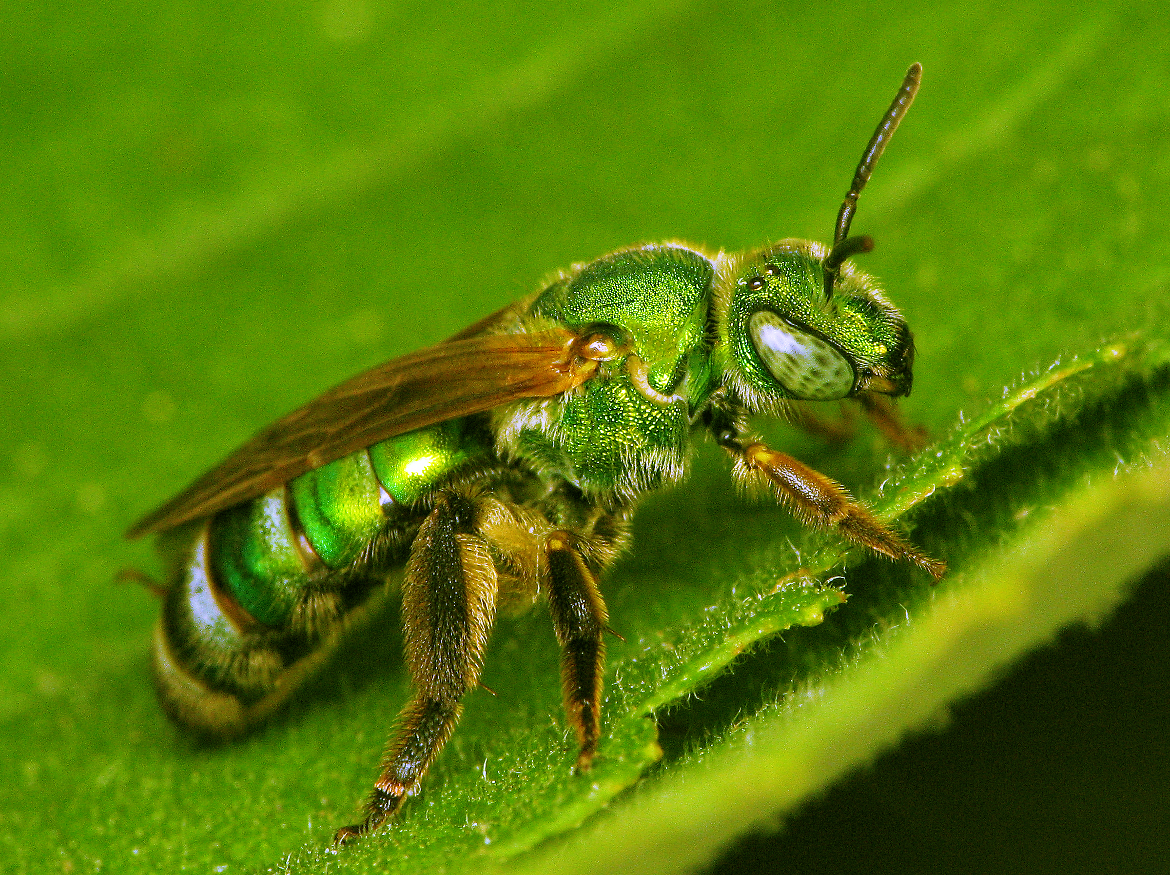 Скачать картинку Пчела, Насекомое, Насекомые, Зеленый, Животные в телефон бесплатно.