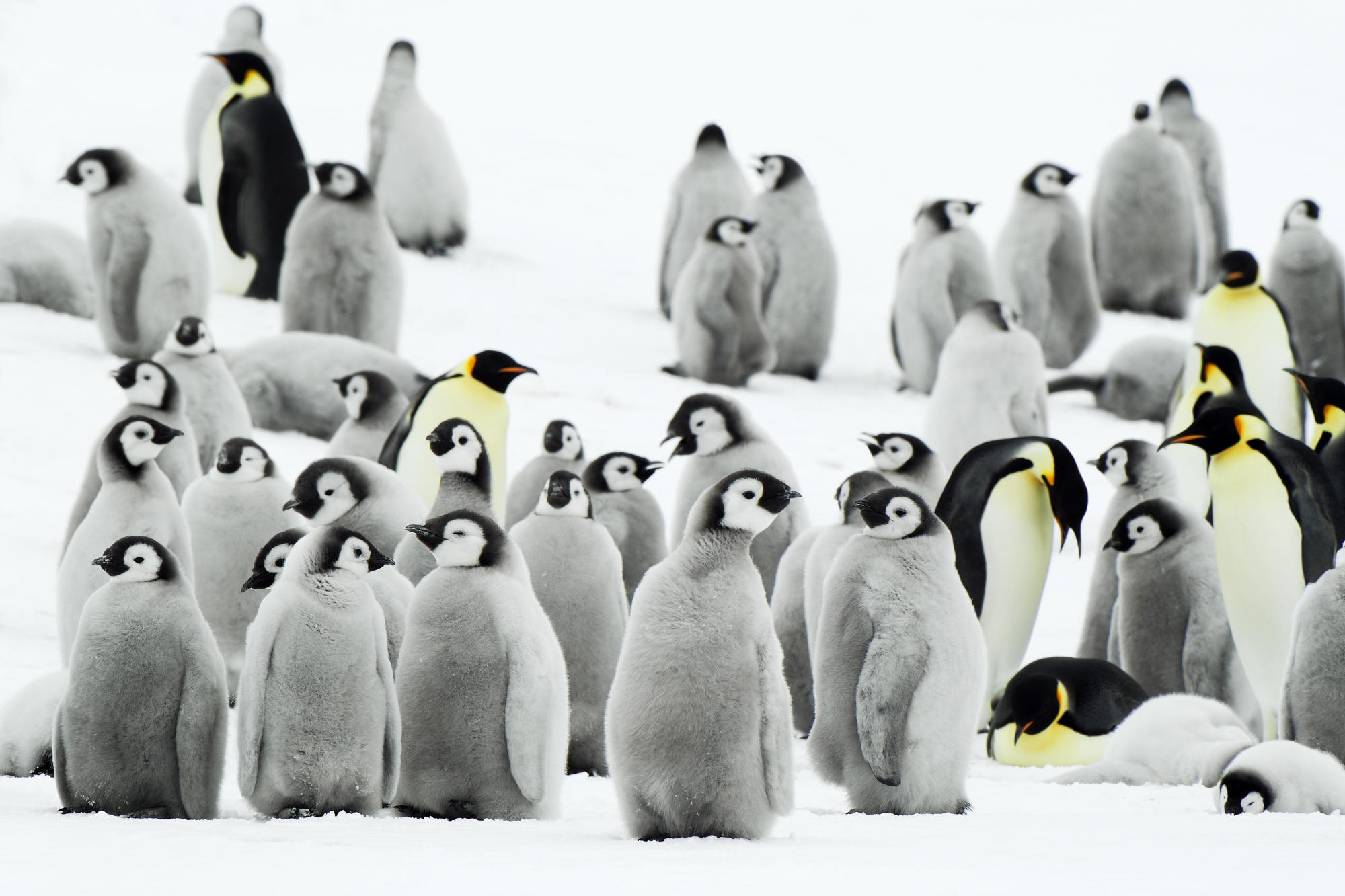Descarga gratuita de fondo de pantalla para móvil de Pingüino, Ave, Aves, Animales.