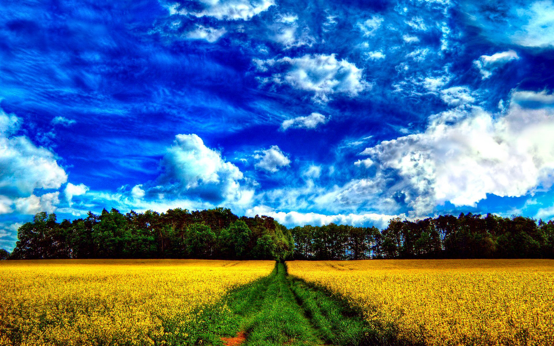 544718 скачать обои лето, желтый цветок, солнечно, луга, пейзаж, земля/природа, синий, облака, поле, небо - заставки и картинки бесплатно