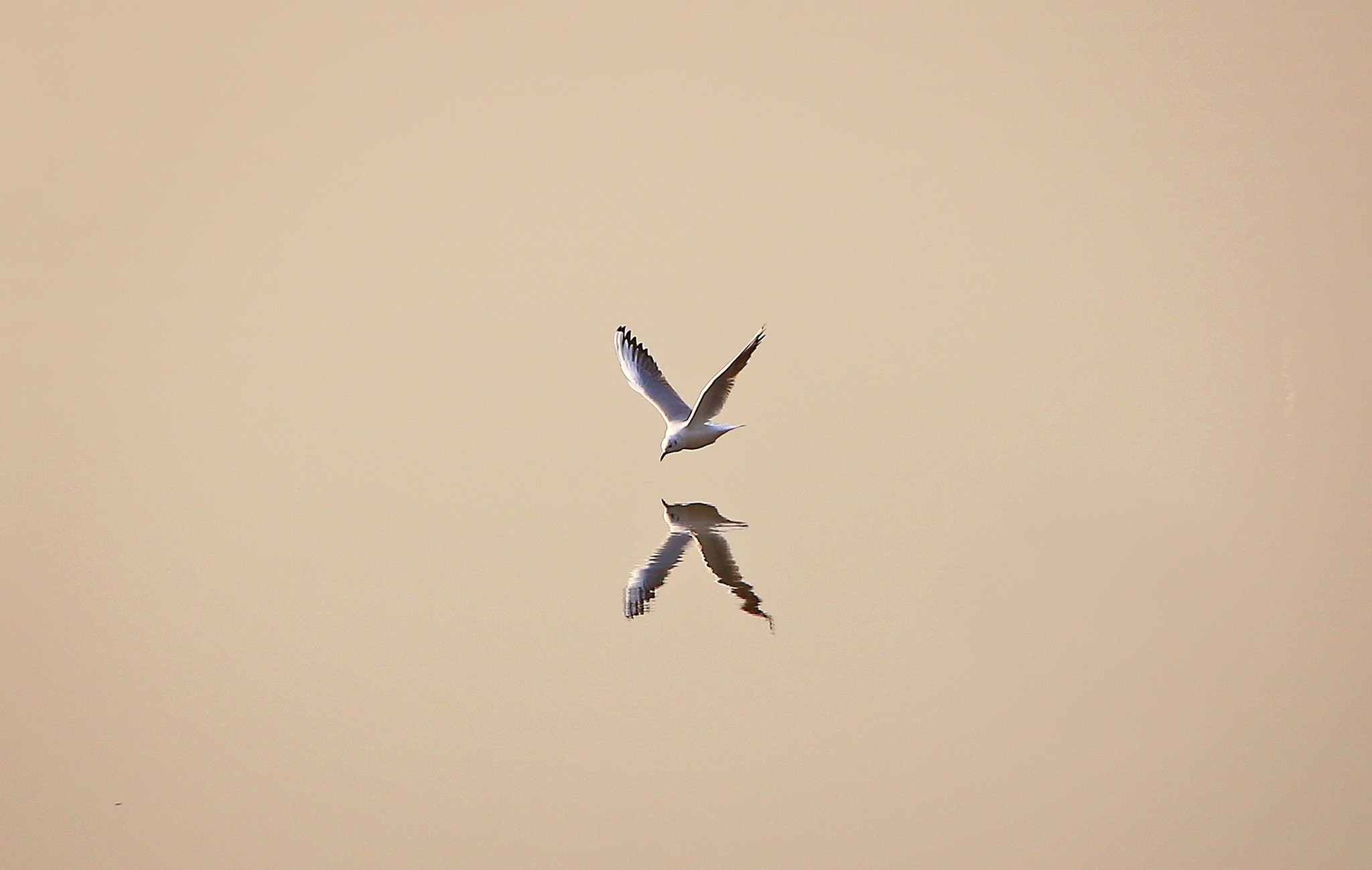 Laden Sie das Tiere, Vögel, Vogel, Spiegelung-Bild kostenlos auf Ihren PC-Desktop herunter