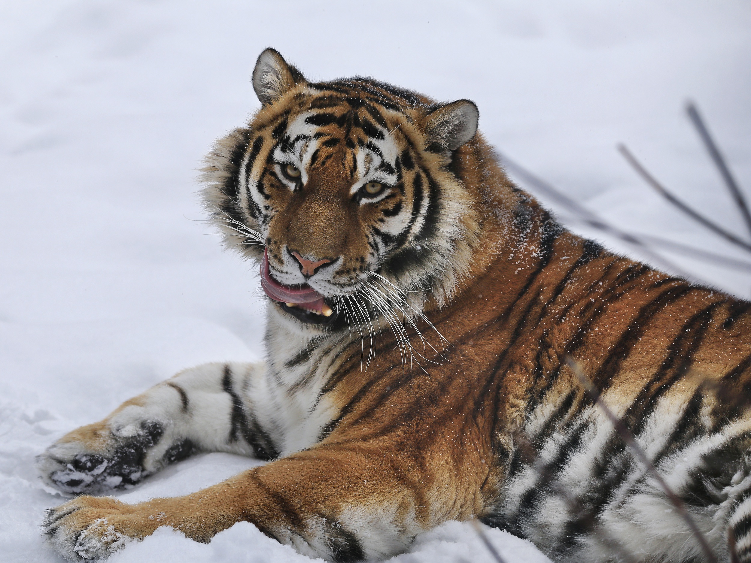 Download mobile wallpaper Cats, Snow, Tiger, Animal for free.