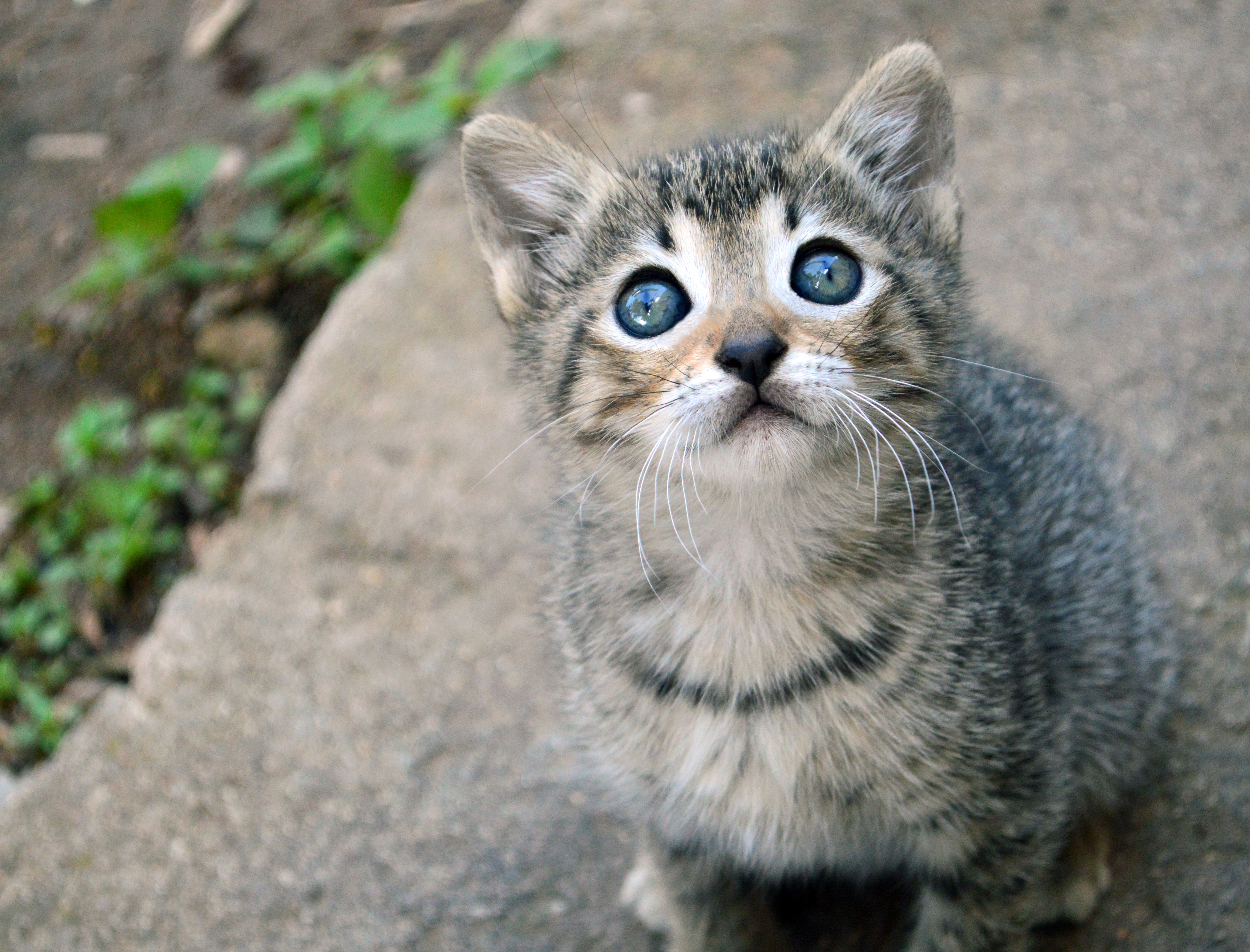 Baixar papel de parede para celular de Animais, Gatos, Gato, Olhar Fixamente gratuito.