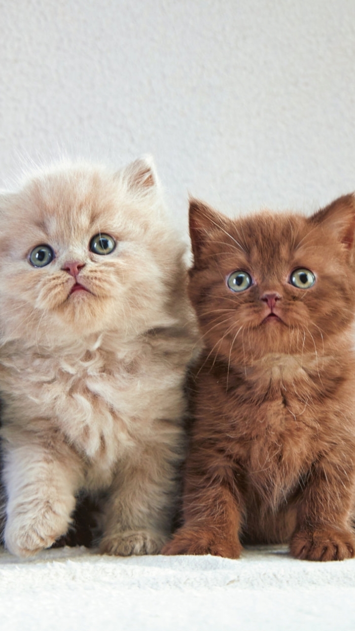 Download mobile wallpaper Cats, Cat, Kitten, Animal for free.