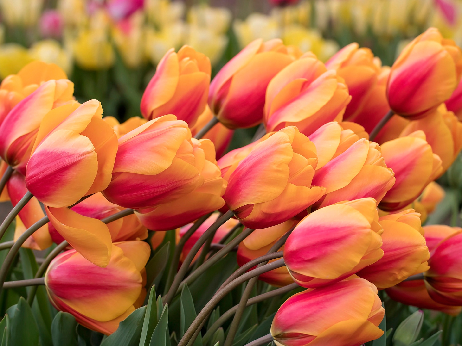 Descarga gratis la imagen Flores, Flor, Tulipán, Tierra/naturaleza, Macrofotografía en el escritorio de tu PC