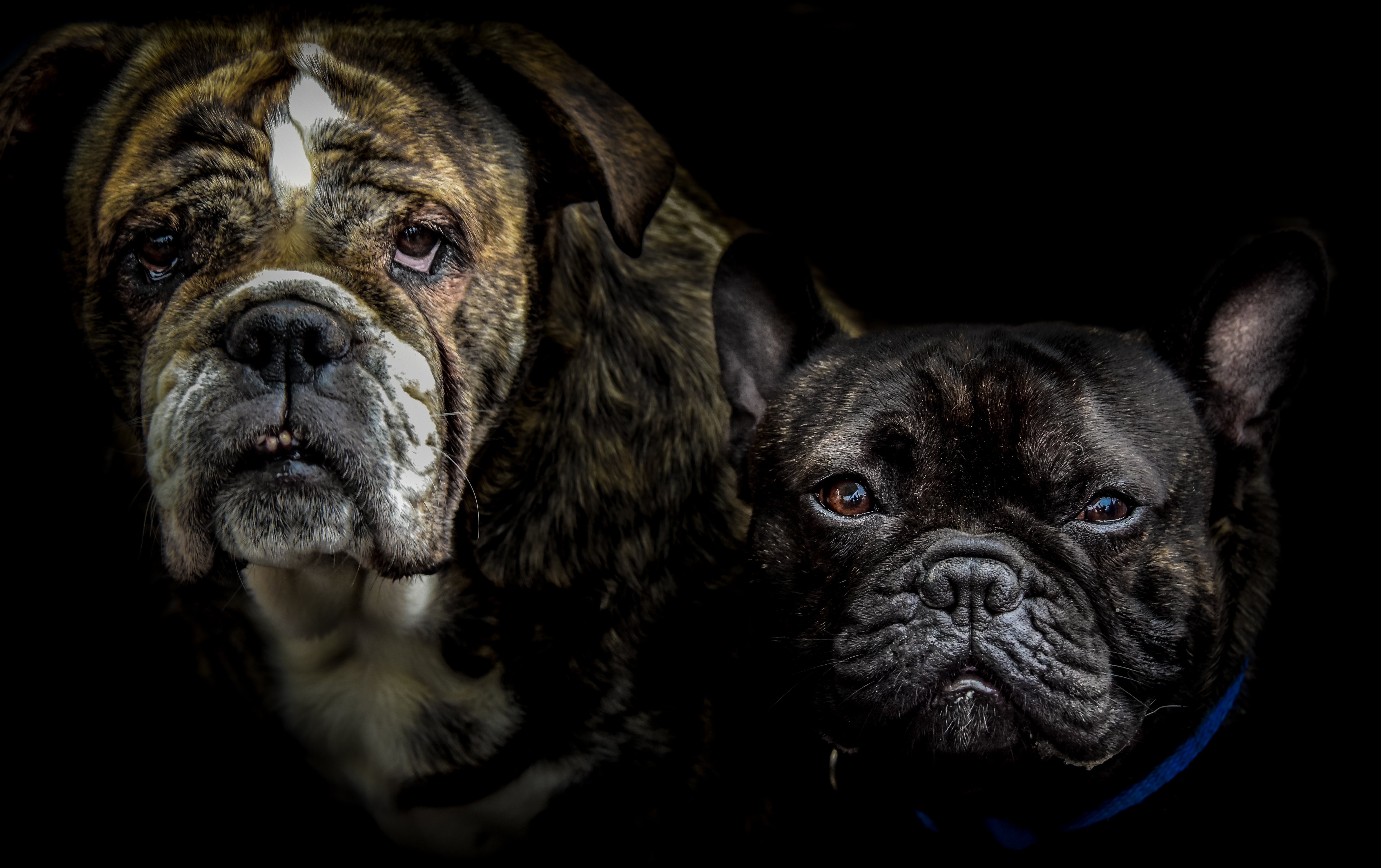 Descarga gratis la imagen Animales, Perros, Perro, Buldog, Bulldog Francés en el escritorio de tu PC