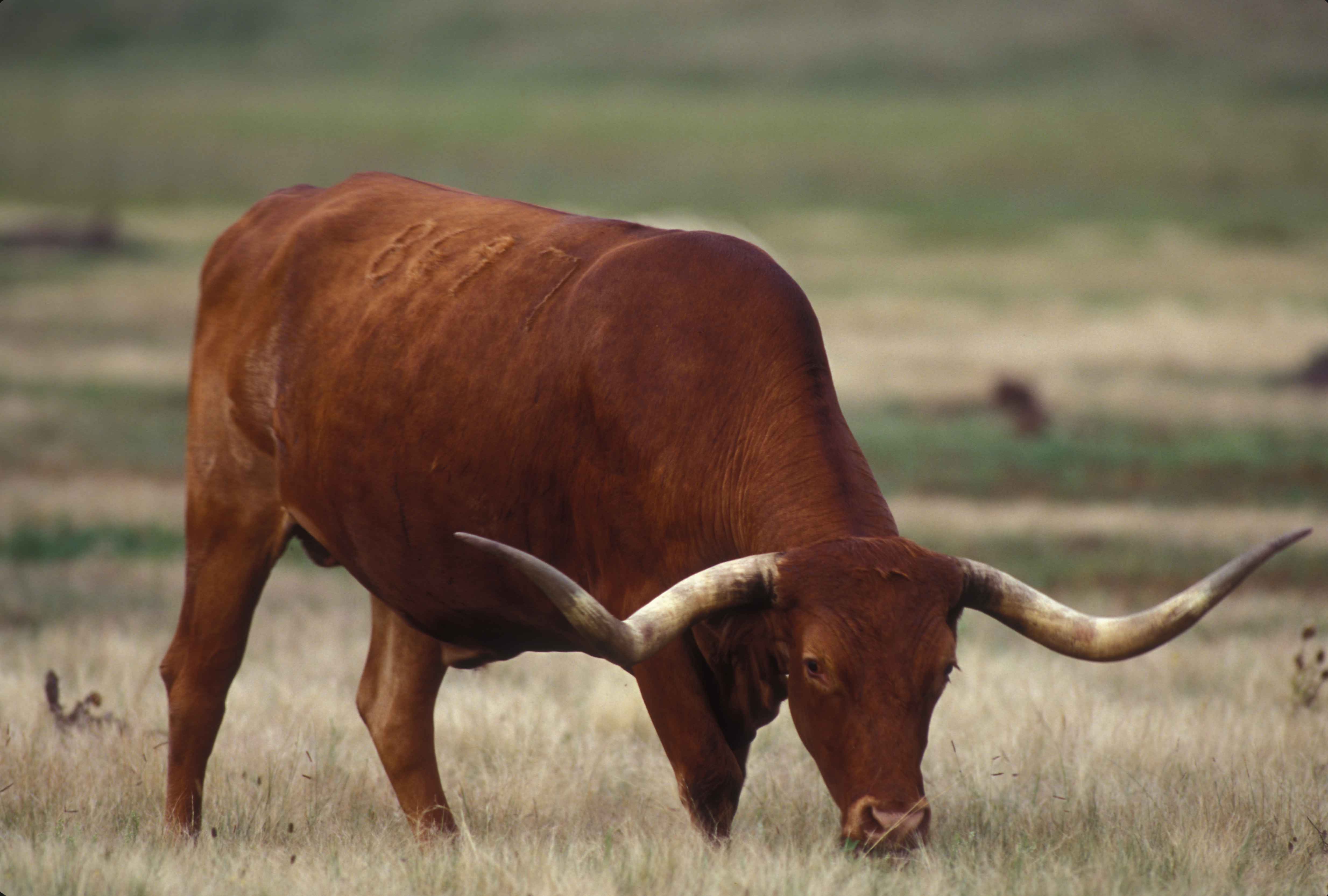 616335 скачать обои животные, длиннорогий скот, крупный рогатый скот - заставки и картинки бесплатно
