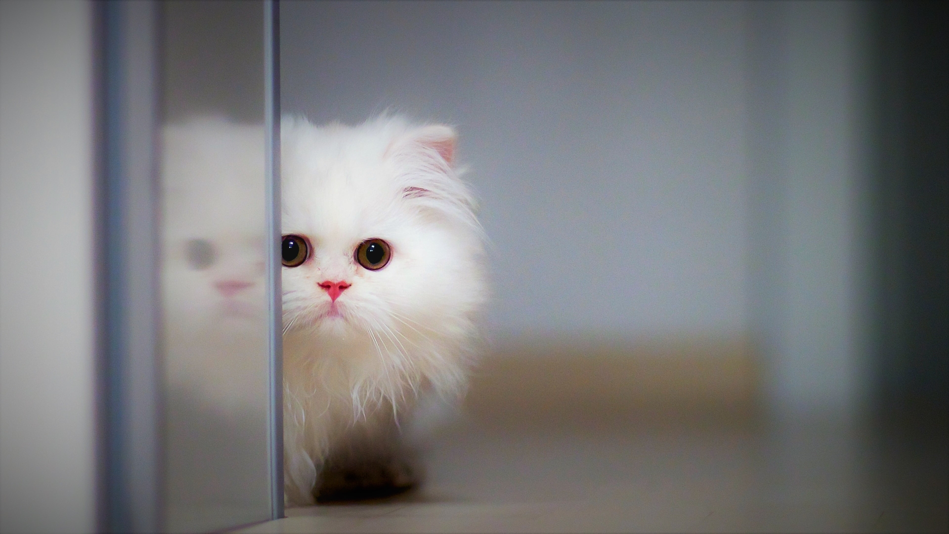Laden Sie das Tiere, Katzen, Katze, Flauschige, Kätzchen, Süß, Tierbaby-Bild kostenlos auf Ihren PC-Desktop herunter