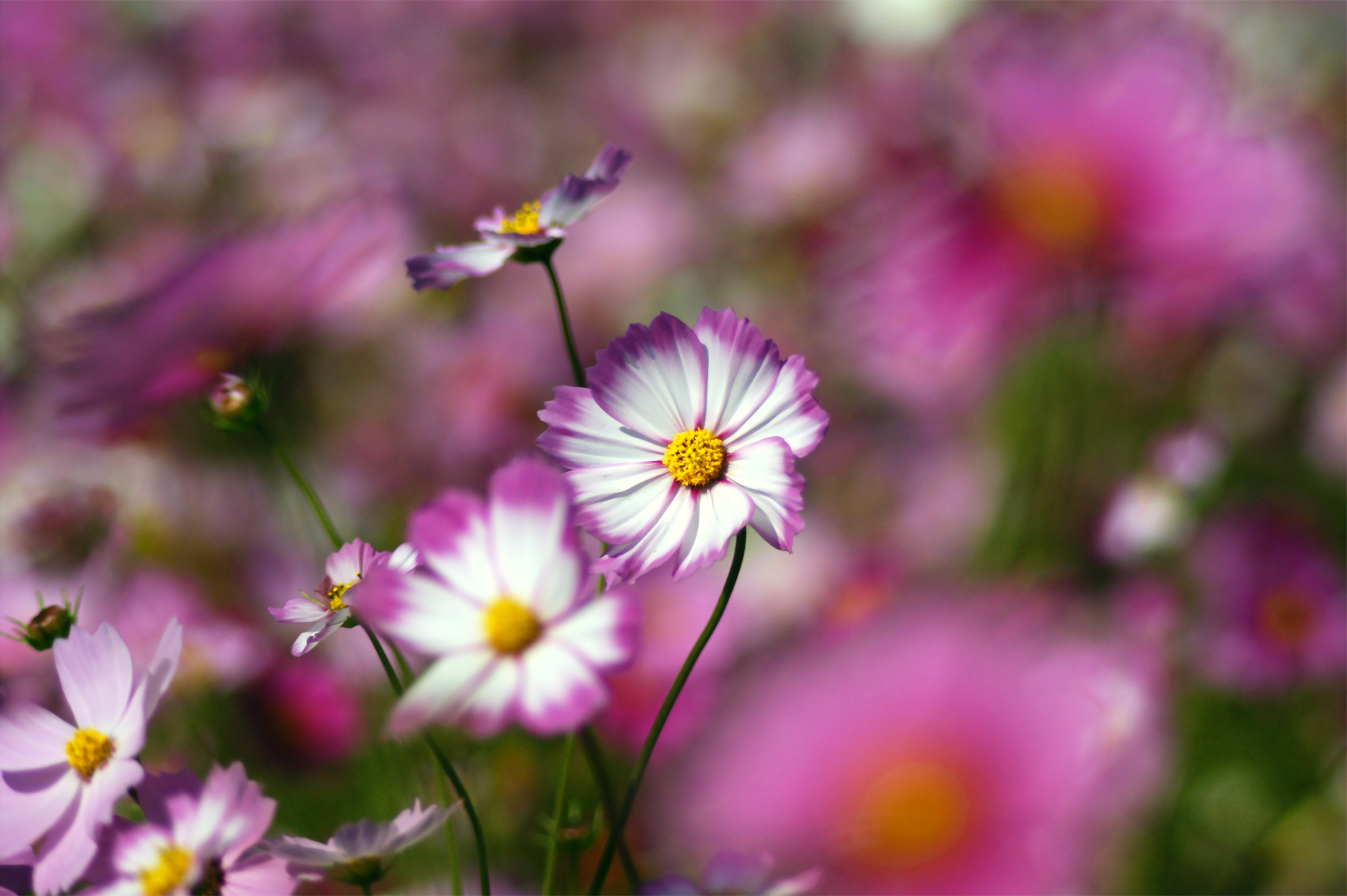 Free download wallpaper Flowers, Flower, Earth on your PC desktop