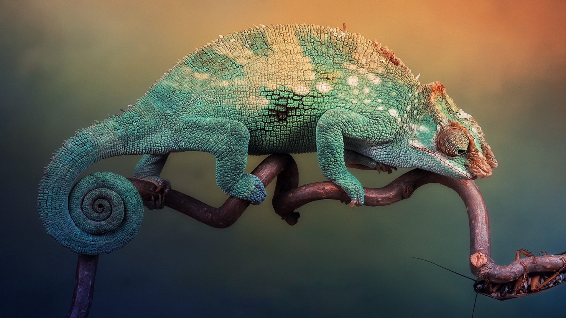 Free download wallpaper Animal, Chameleon on your PC desktop