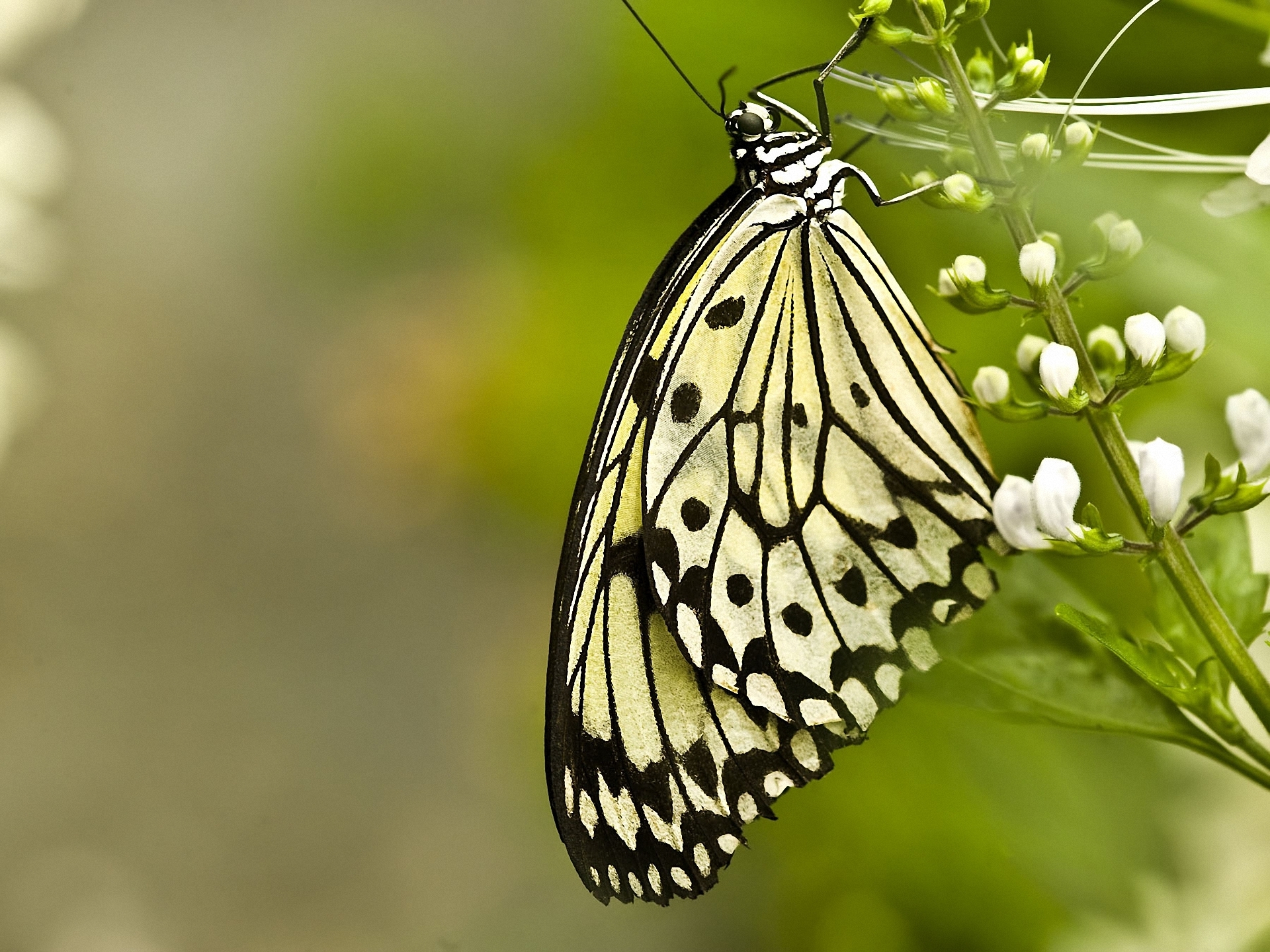 Laden Sie das Tiere, Schmetterlinge, Insekt, Fotografie-Bild kostenlos auf Ihren PC-Desktop herunter