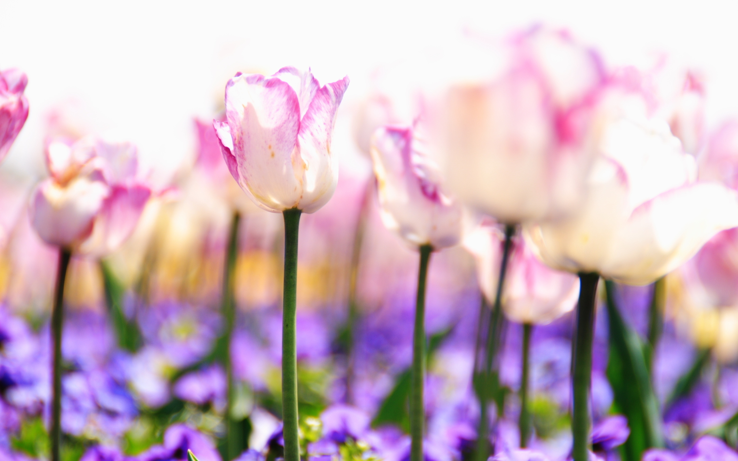 Téléchargez gratuitement l'image Fleurs, Fleur, Tulipe, Terre/nature sur le bureau de votre PC