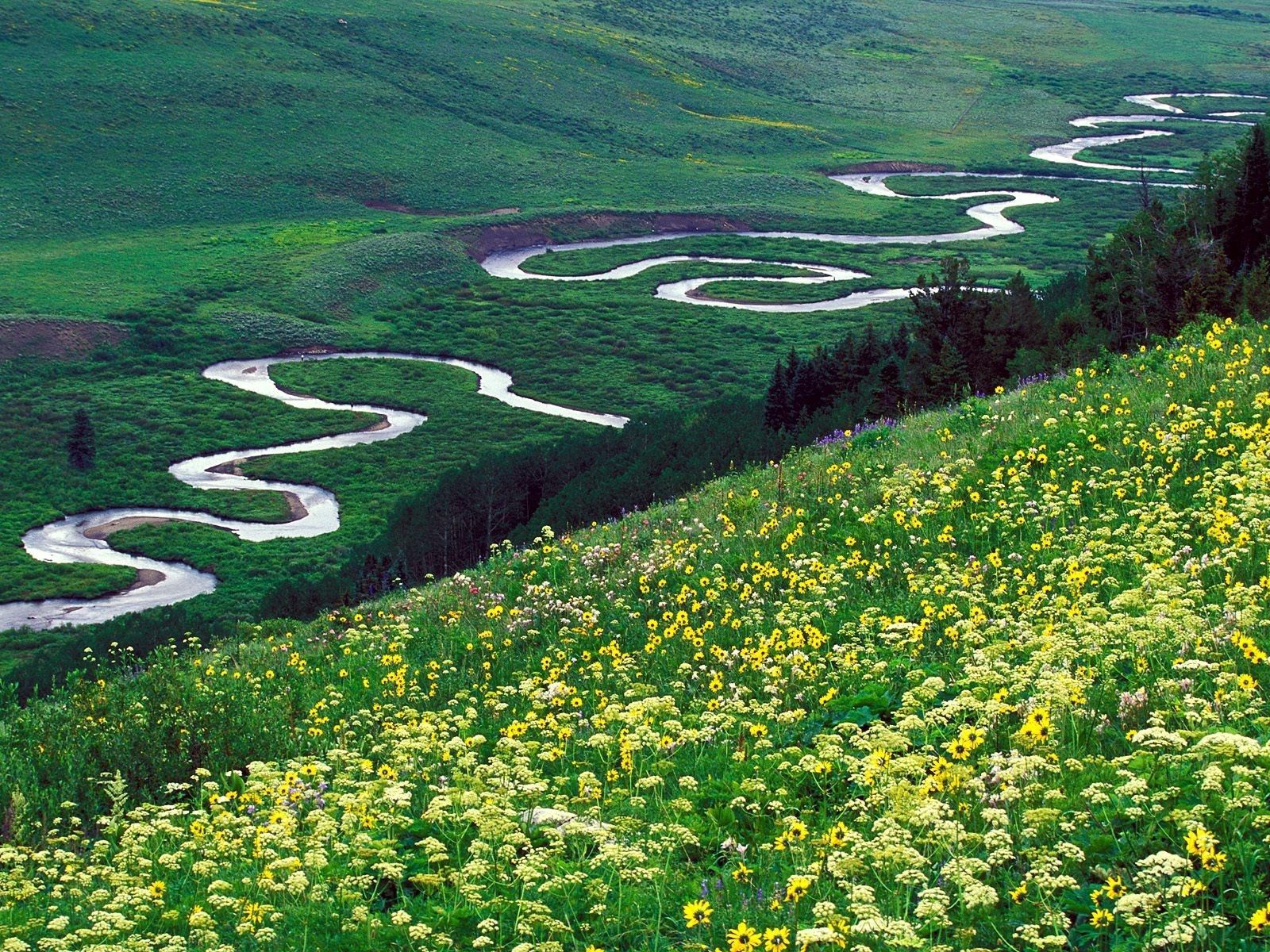 glade, nature, flowers, rivers, mountains, polyana, bends