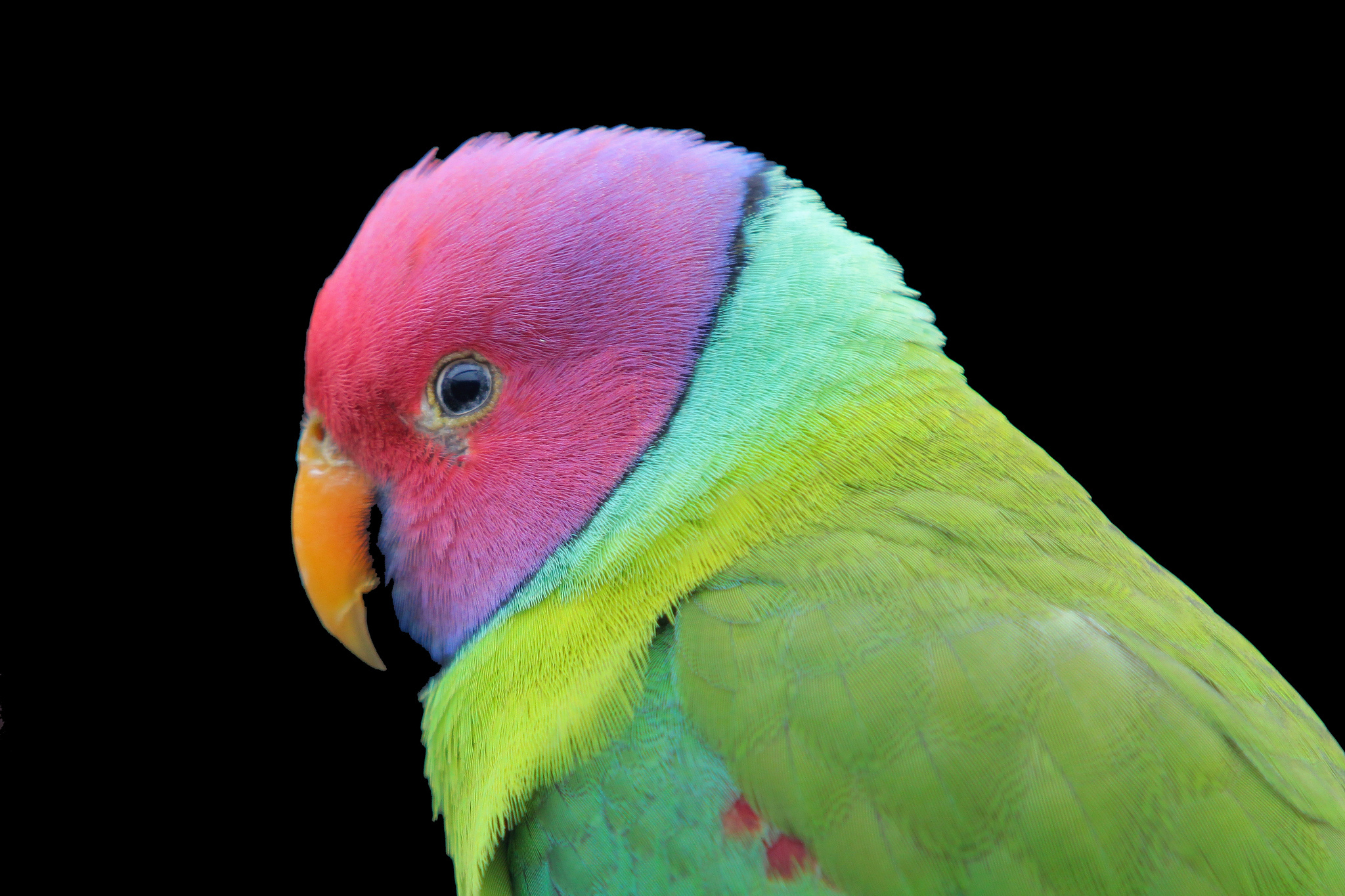 Descarga gratuita de fondo de pantalla para móvil de Periquito Cabeza De Ciruela, Loro, Aves, Animales.